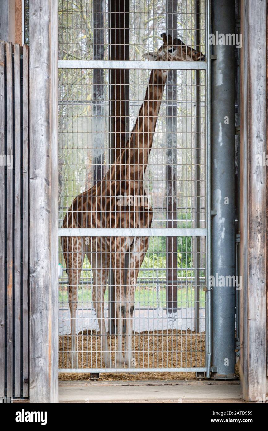 January 28, 2020-France. A giraffe behind a screen door in a zoo. Stock Photo