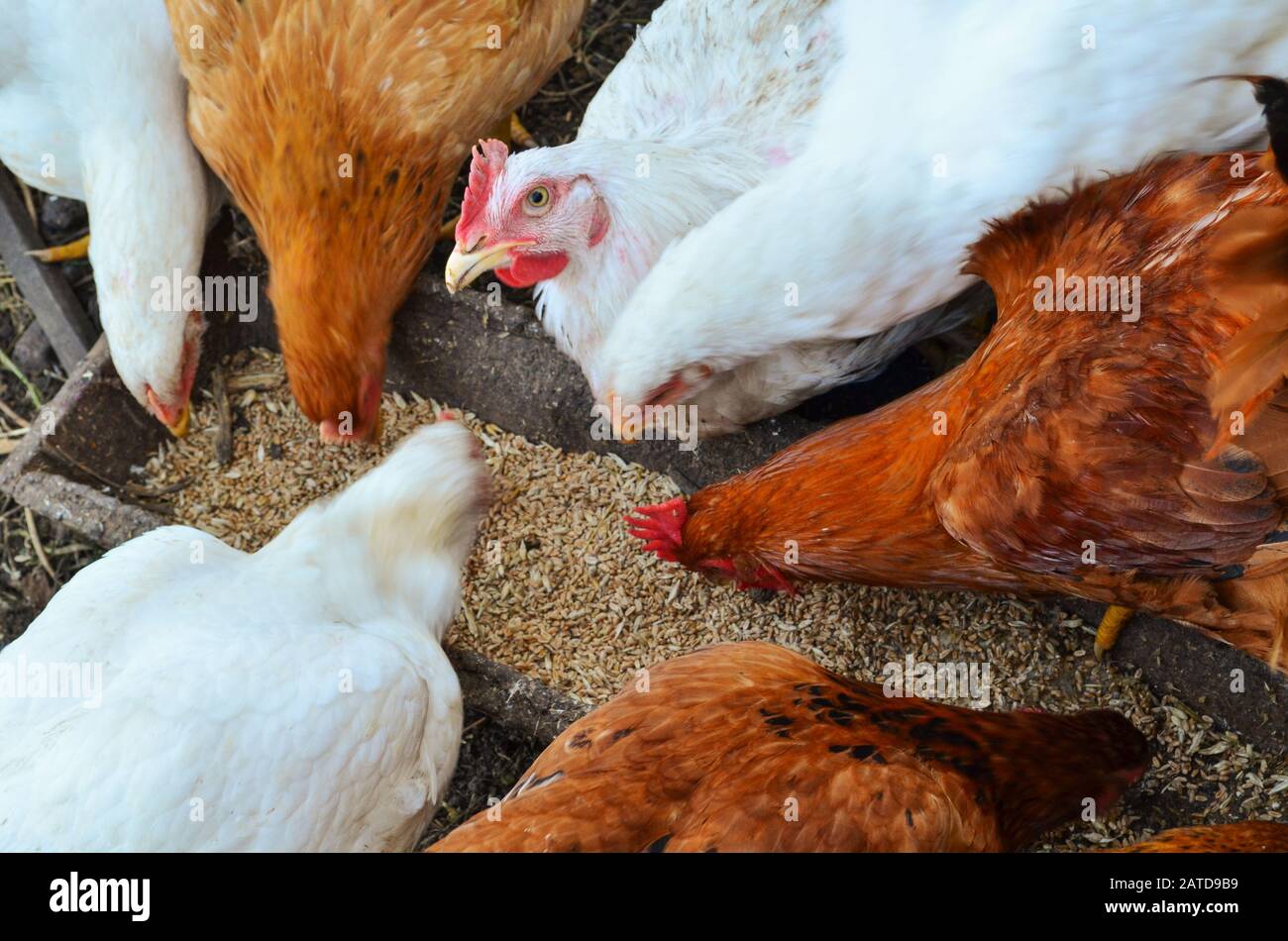 Hens feeding with corns in the hen house. Farm business with group of