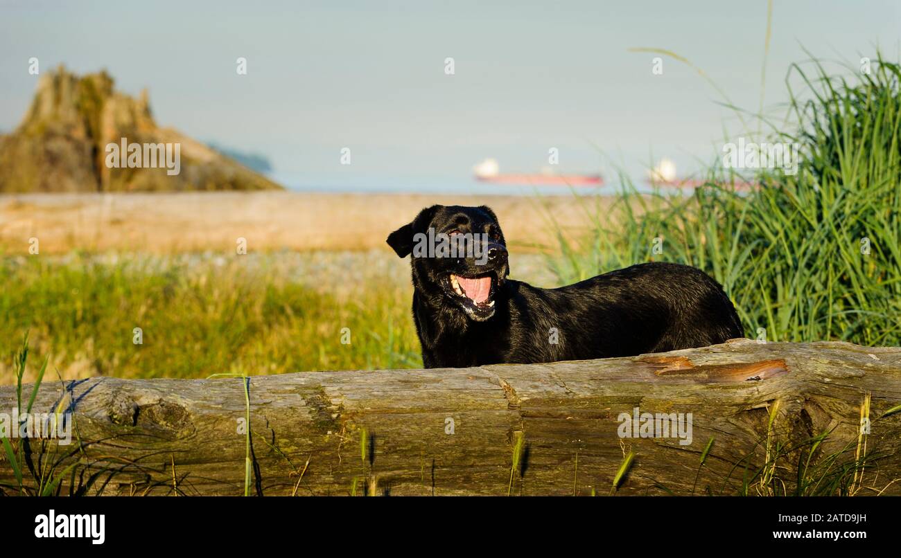 Yellow and black labrador retriever hi-res stock photography and images