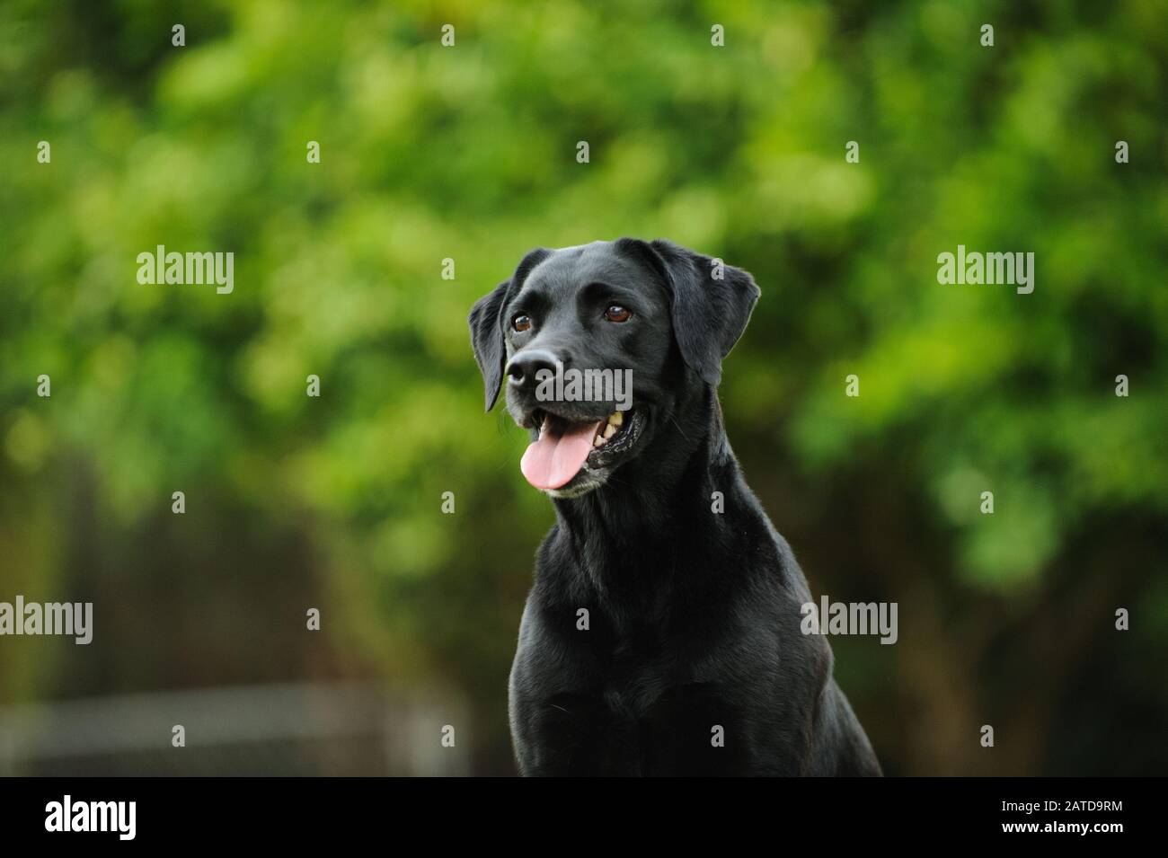 Black Labrador Retriever dog Stock Photo