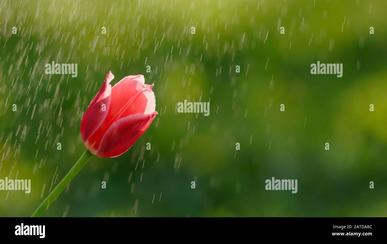 Closeup view of tulip on a flowerbed under spraying Stock Photo
