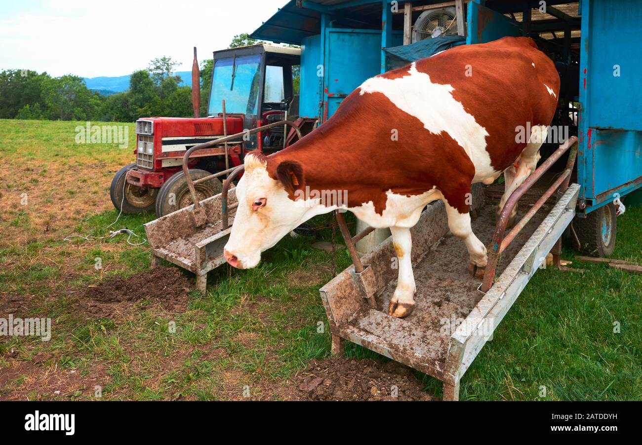 Früh Fitness Zeit mechanical cow Schwer fassbar Mob managen