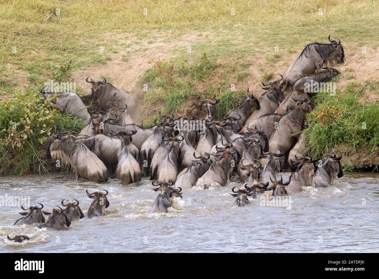 Blue wildebeest, brindled gnu (Connochaetes taurinus) herd crossing the Mara river and not getting out on steep riverbank, Serengeti national park, Ta Stock Photo