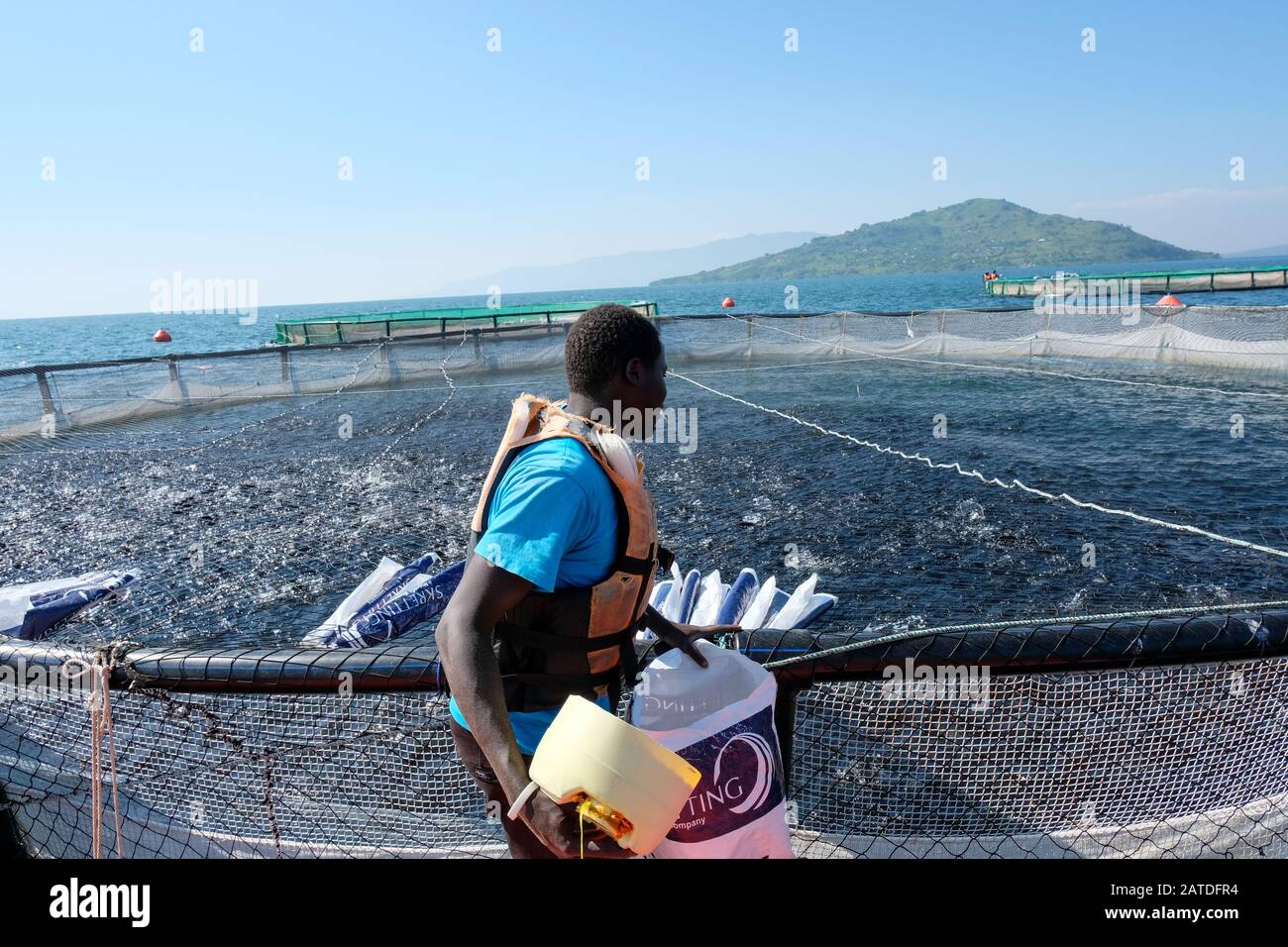 An employee of Victory Farms, the largest fish farmer in Kenya, feeds fish inside a fish cage in Lake Victoria Stock Photo