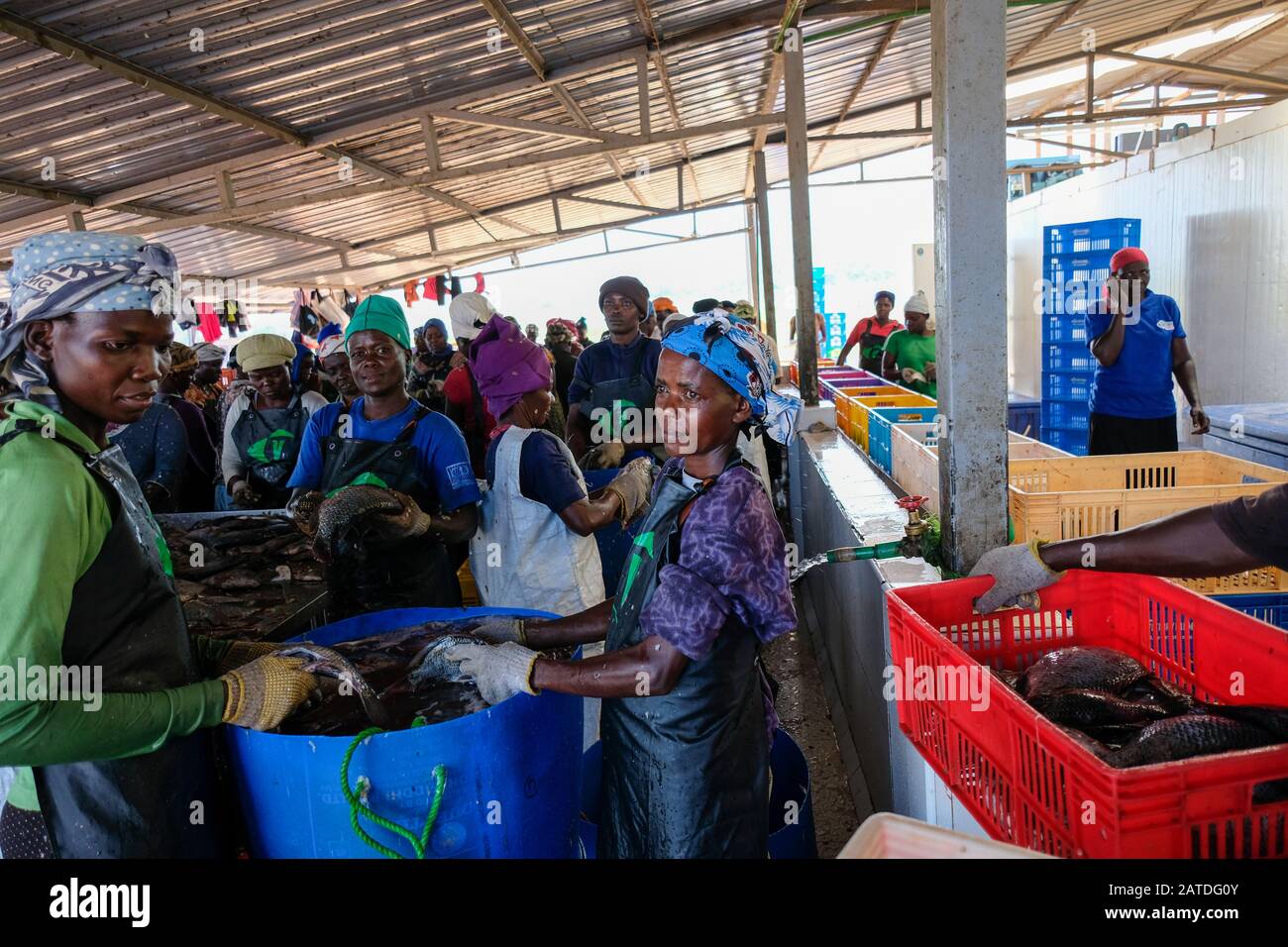 Women clean farmed tilapia fish from Lake Victoria in Kenya where Victory Farms has the largest aquaculture firm. Stock Photo
