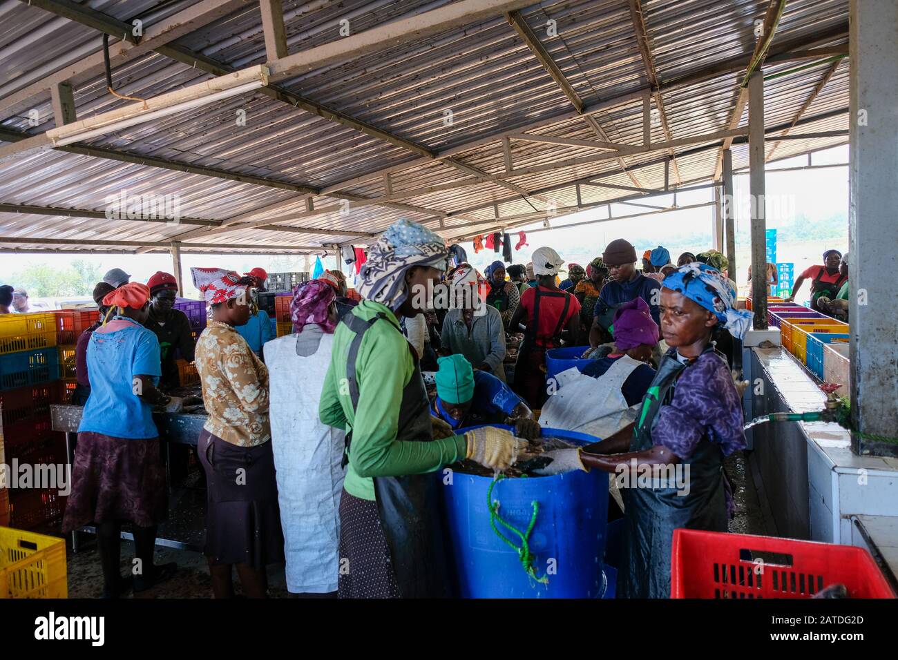 Women clean farmed tilapia fish from Lake Victoria in Kenya where