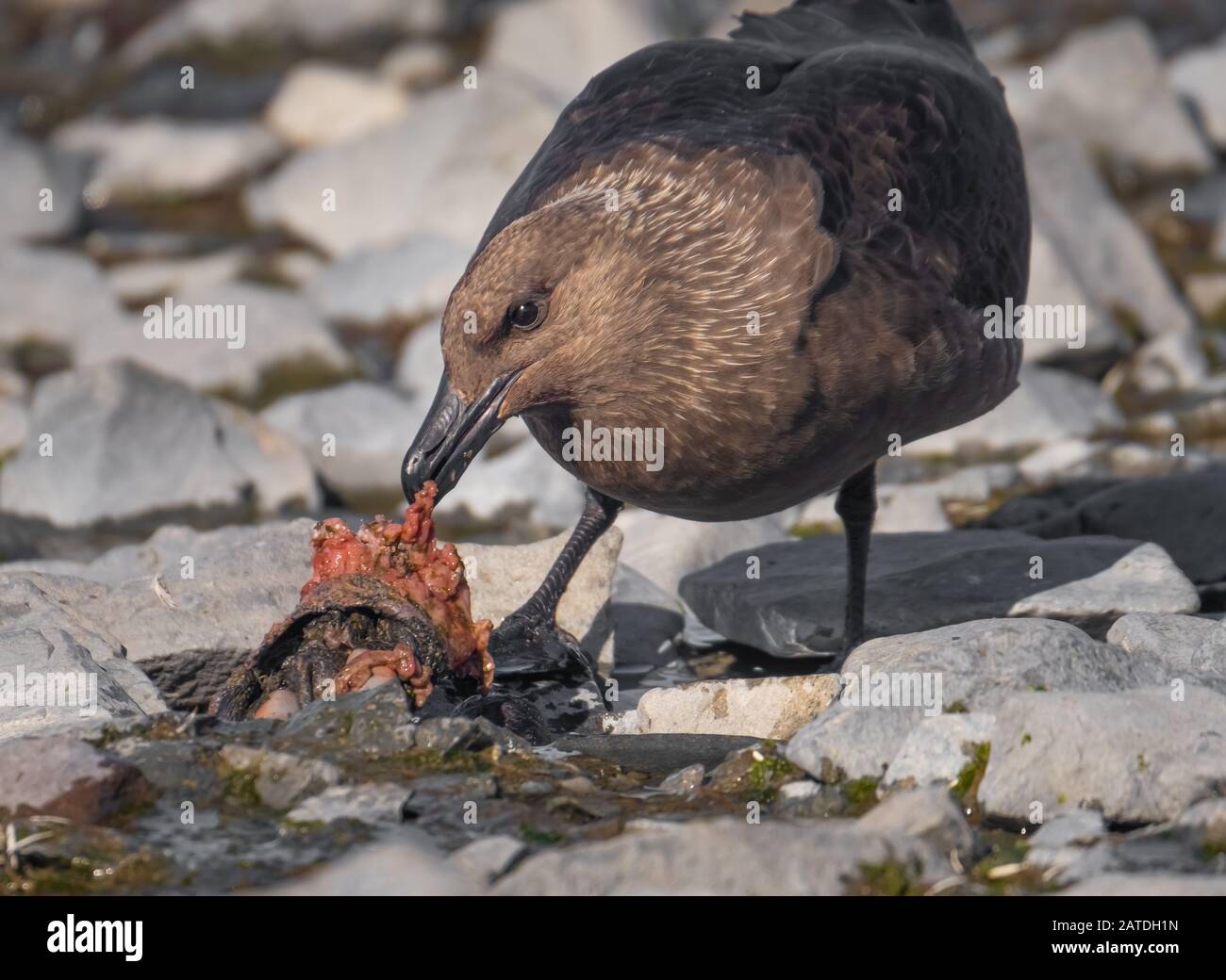 Great skua eating a penguin chick, near a Gentoo colony on the