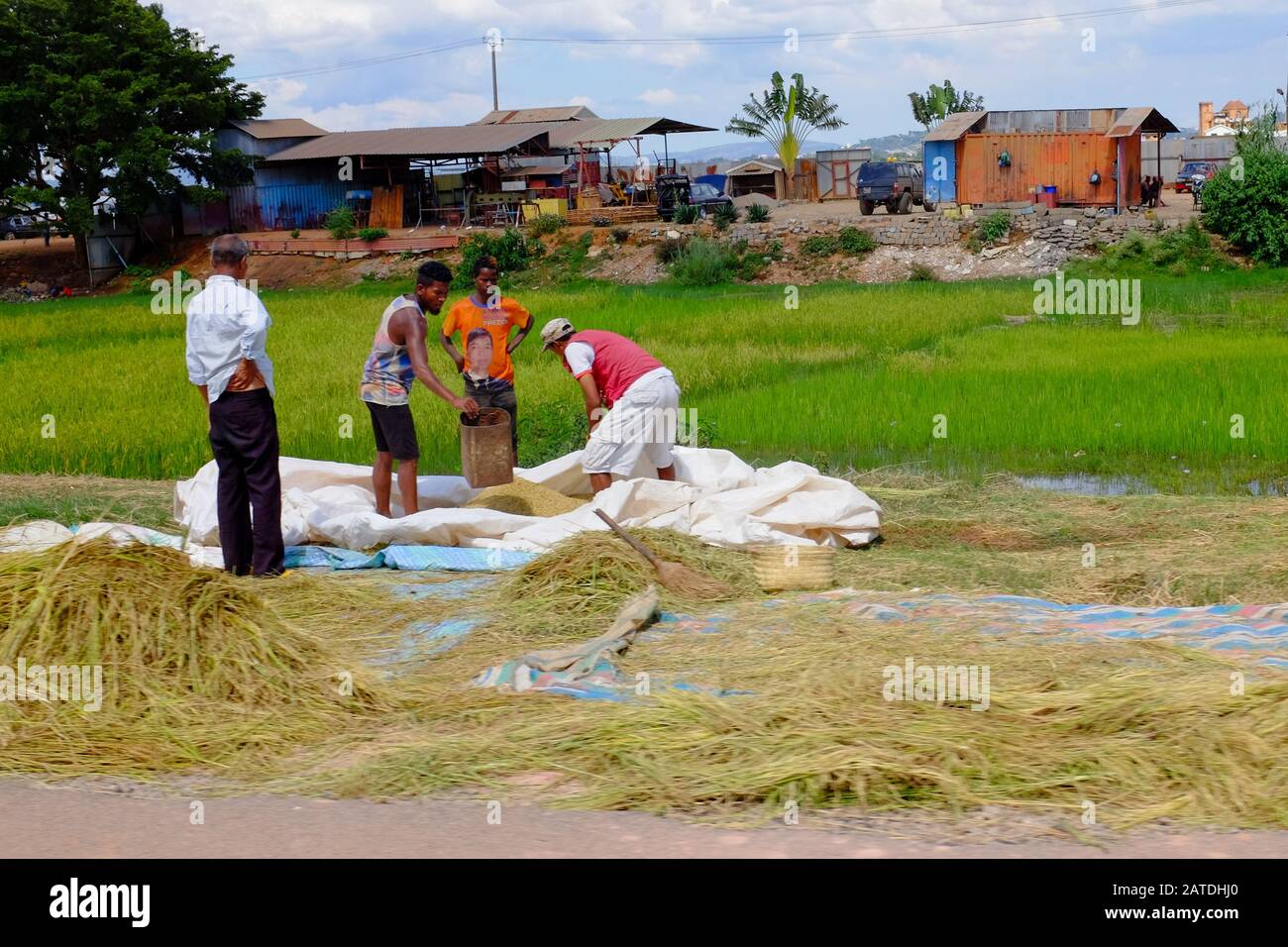 People gather rice near Antananarivo, the capital of Madagascar, one of the poorest countries in Africa. Stock Photo