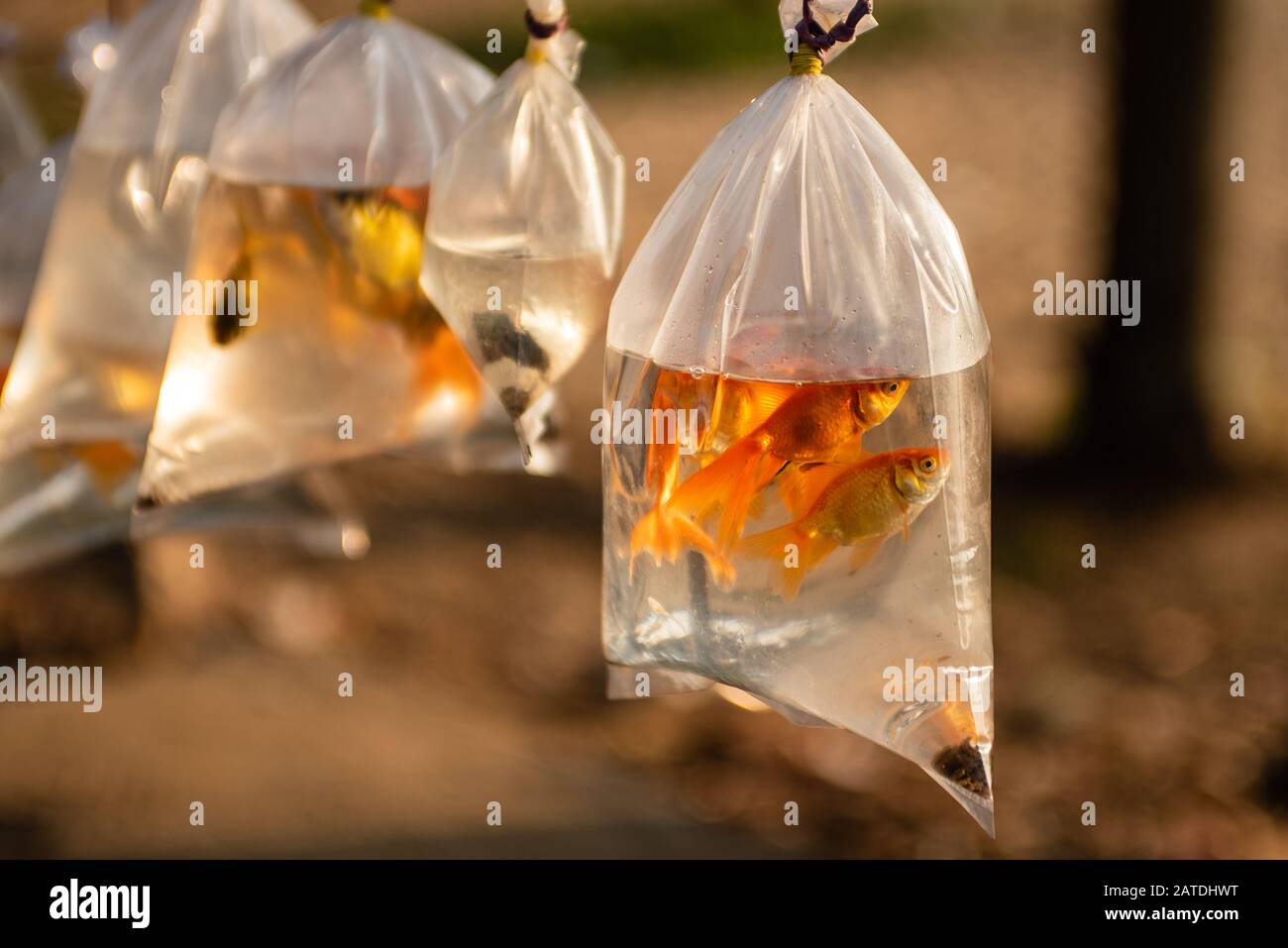 Aquarium fishes for sale in a plastic bag. A scene by the road in