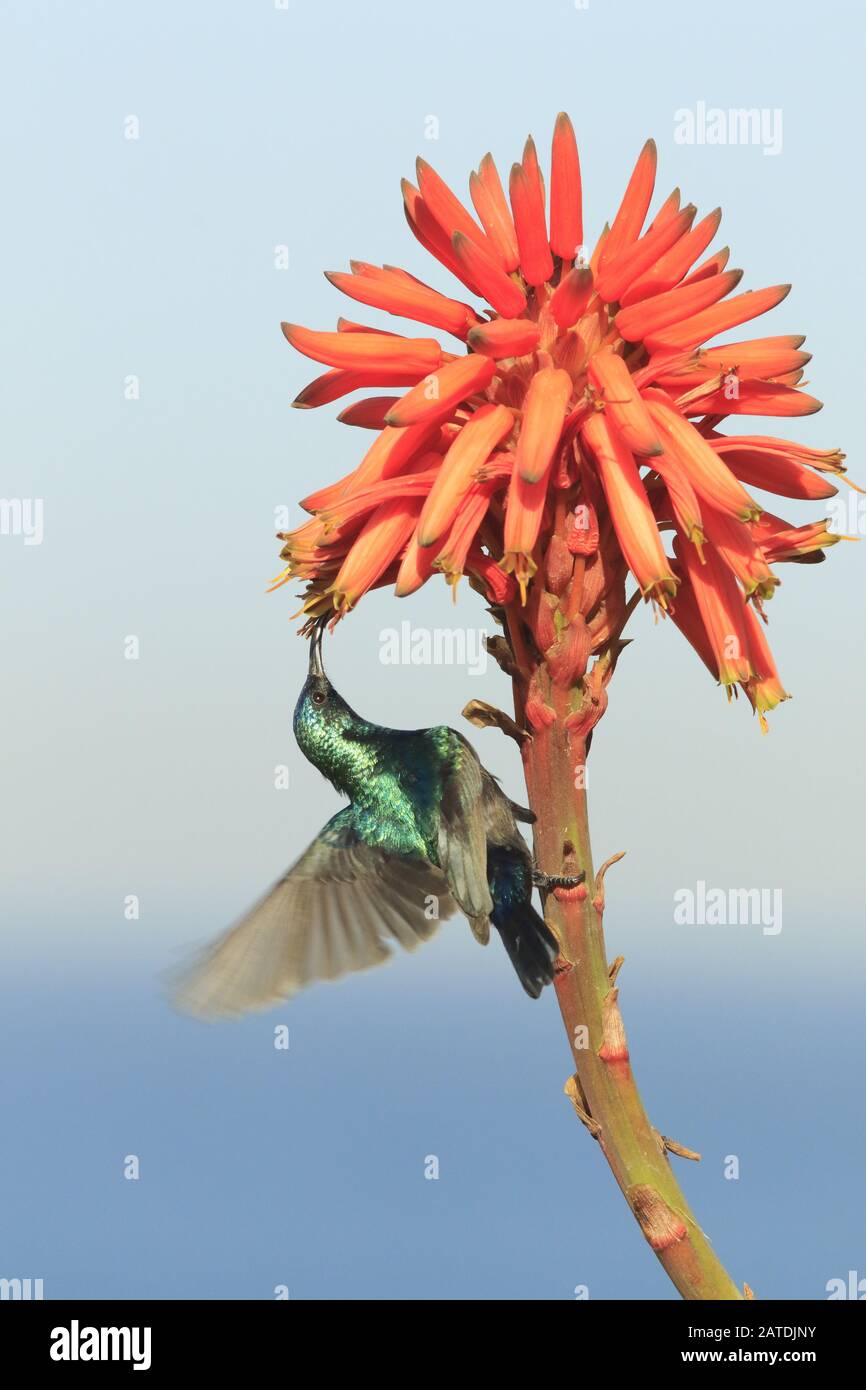 Palestine sunbird in the flower Stock Photo