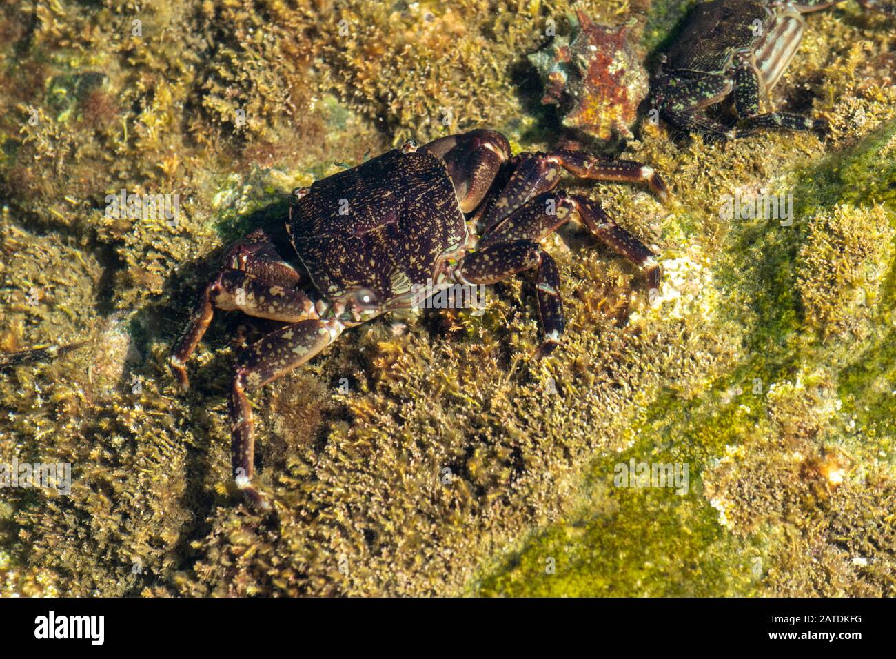 a crab under the water crawling around on a rock Stock Photo