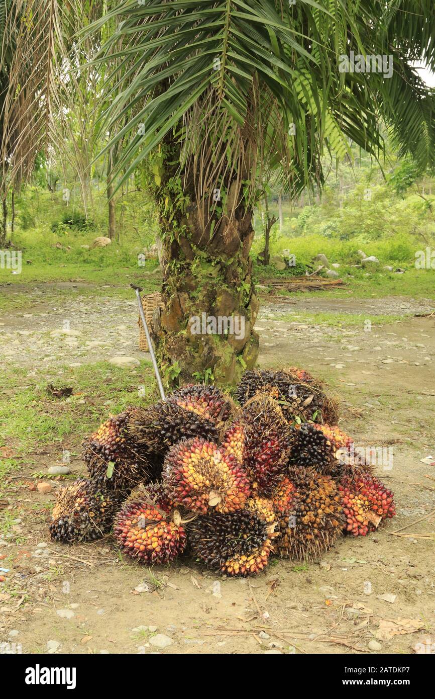 Palm oil tree hires stock photography and images Alamy