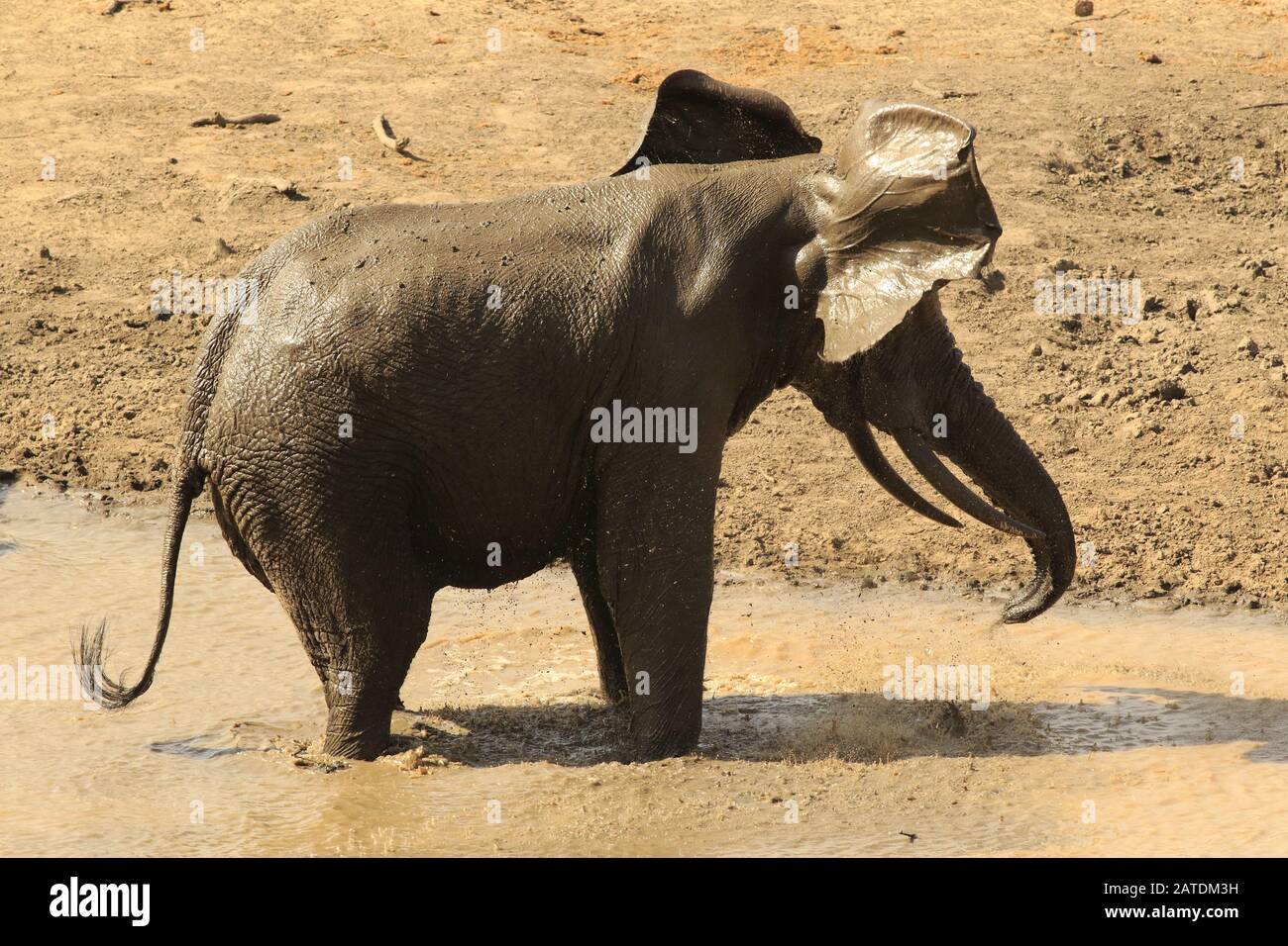Elephant mud bath Stock Photo Alamy