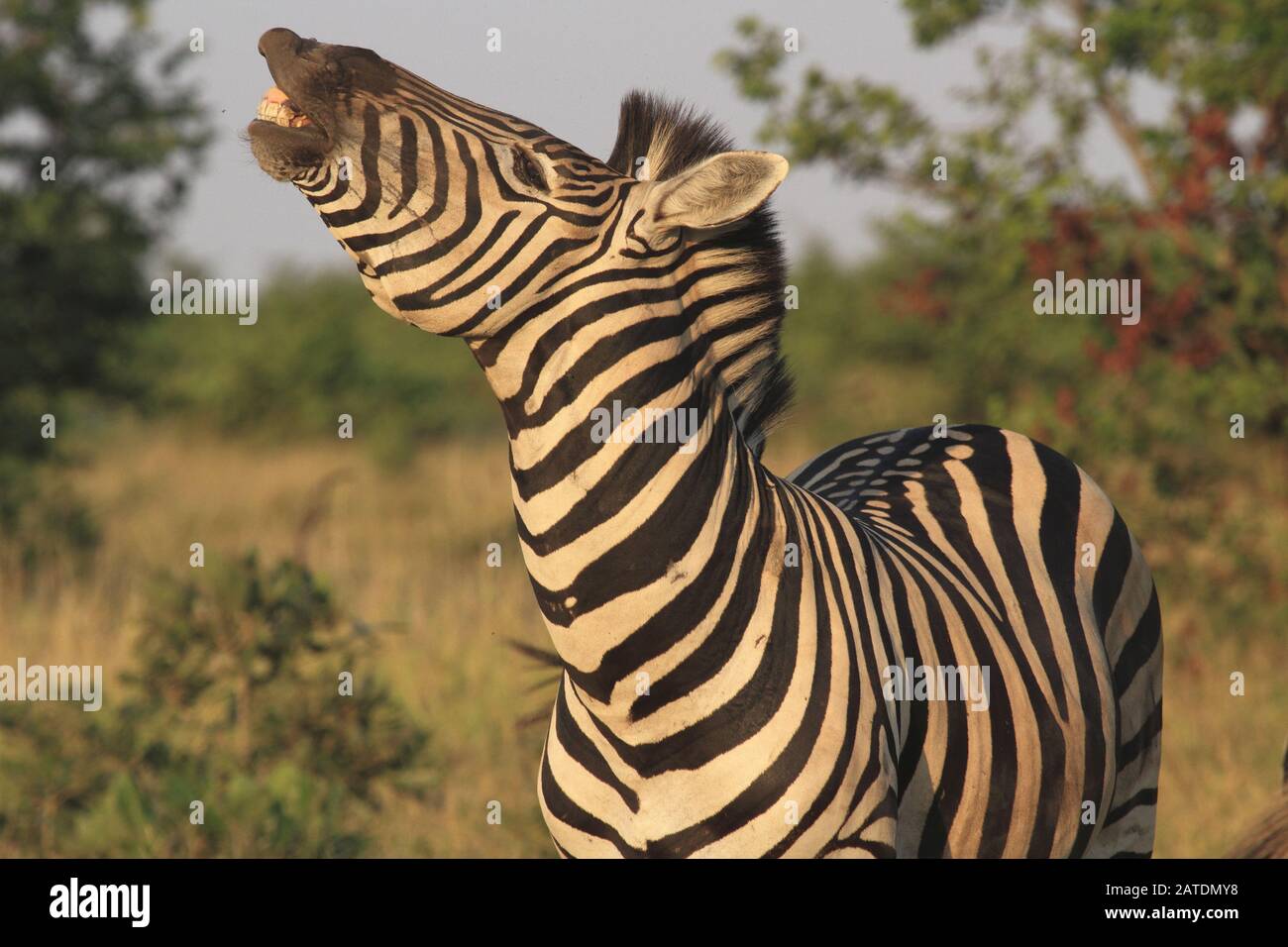 Zebra in south Africa Stock Photo Alamy