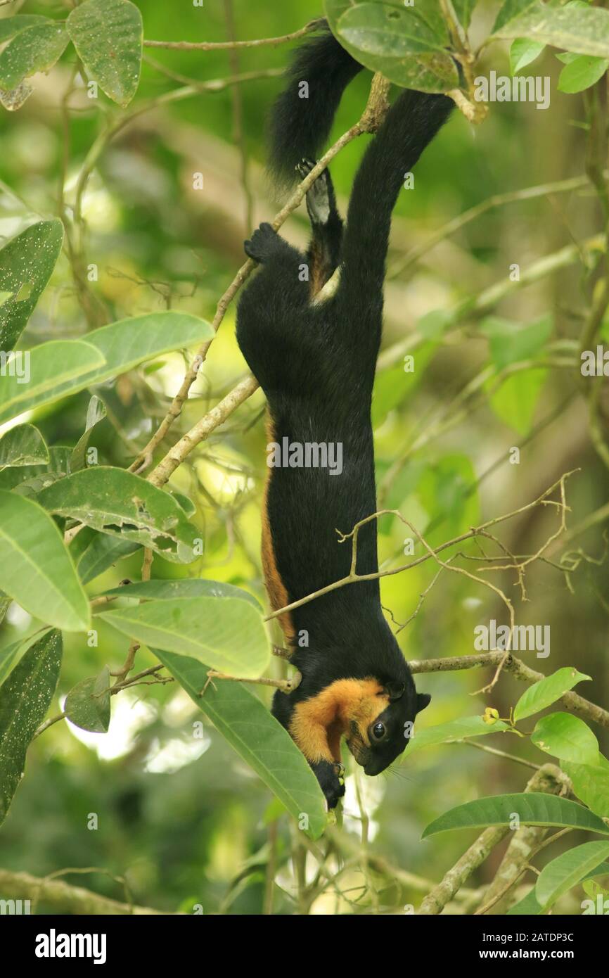 Black giant squirrel in Langkawi Stock Photo