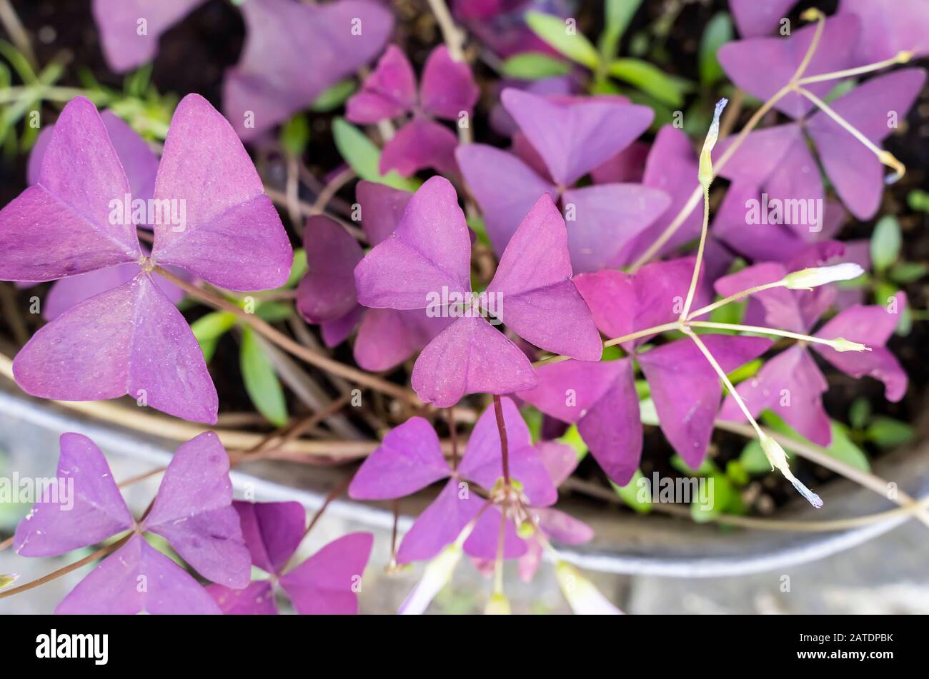 Purple Shamrock in the Garden Stock Photo Alamy