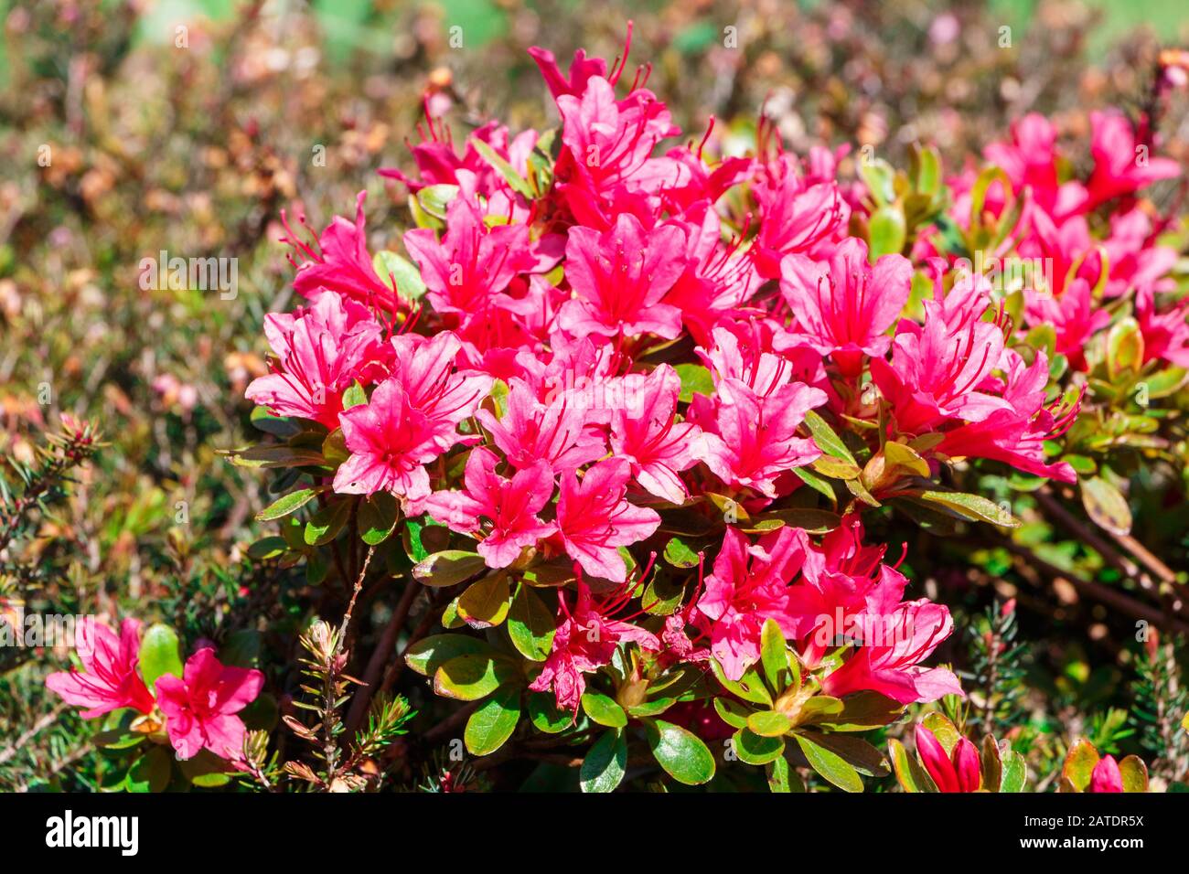 Pink azalea flowers in a garden during spring Stock Photo - Alamy
