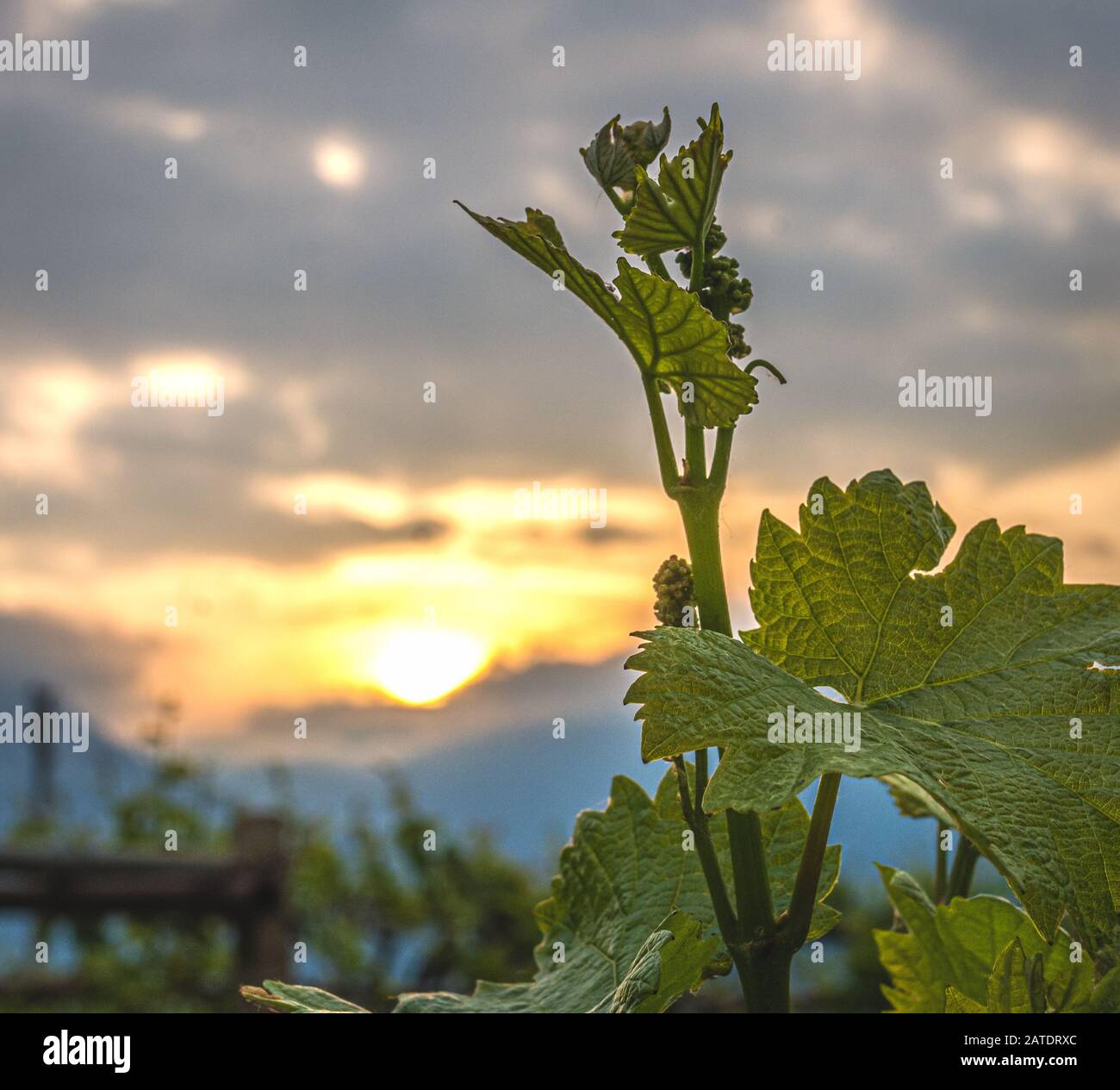 Close-up of developing inflorescences on grapevine (vitis vinifera) in spring time. Young buds of grapevine. Trentino Alto Adige, northern  Italy, Eur Stock Photo