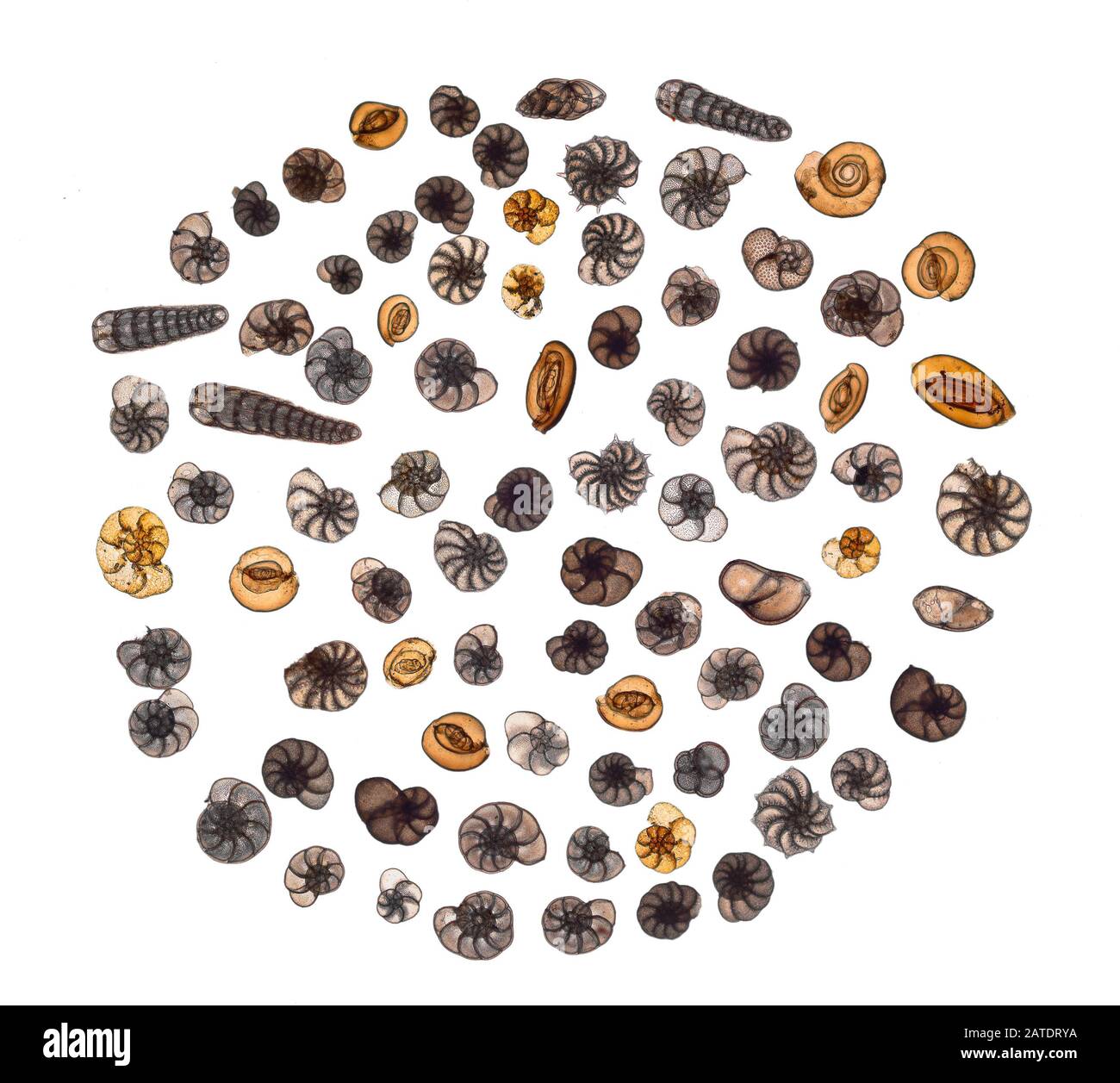 Mixed marine foraminifera Cut Out Stock Images & Pictures Alamy