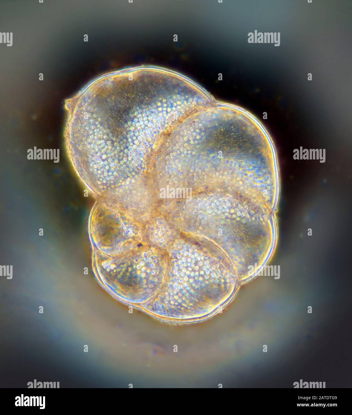 Foramanifera, Elphidium magellanicum, Dorset, UK Stock Photo
