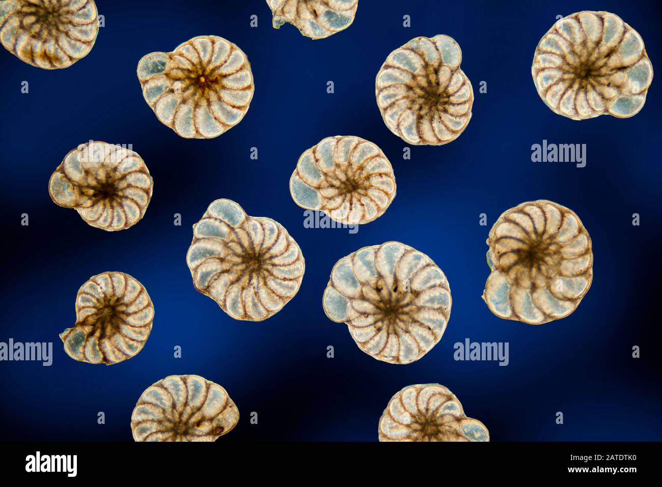 Foramanifera, Elphidium williamsoni, Swanage, UK Stock Photo