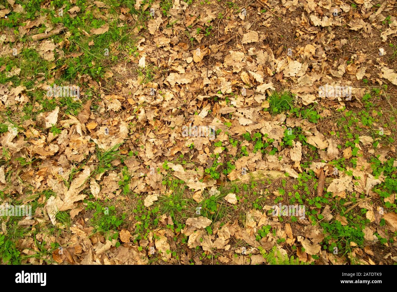 Grass and clover growing on forest floor on a bed of dead leaves Stock