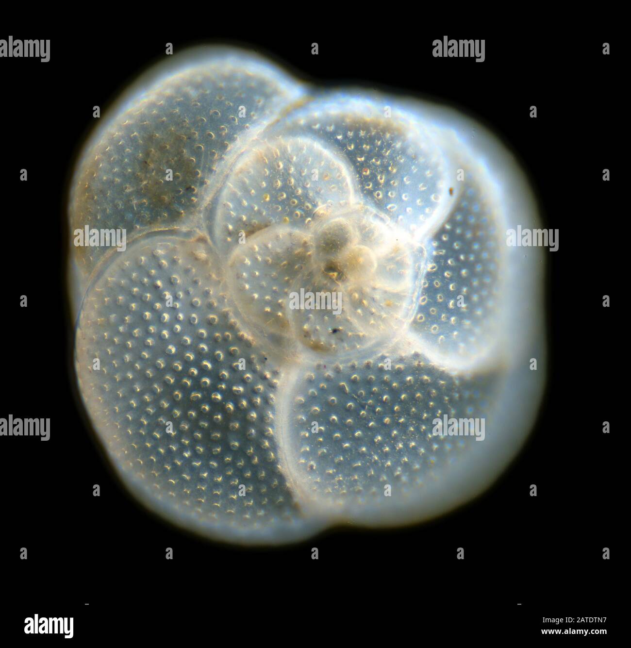 Foramanifera, Rosalina globularis, Swanage, UK Stock Photo