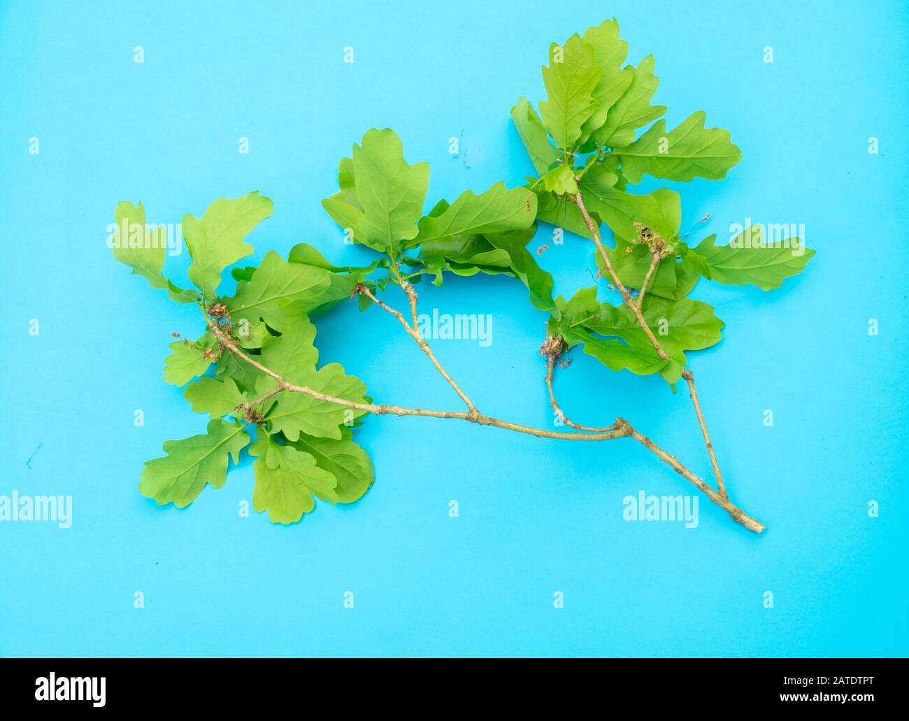 Cluster of Oak leaves with twig on blue background Stock Photo Alamy