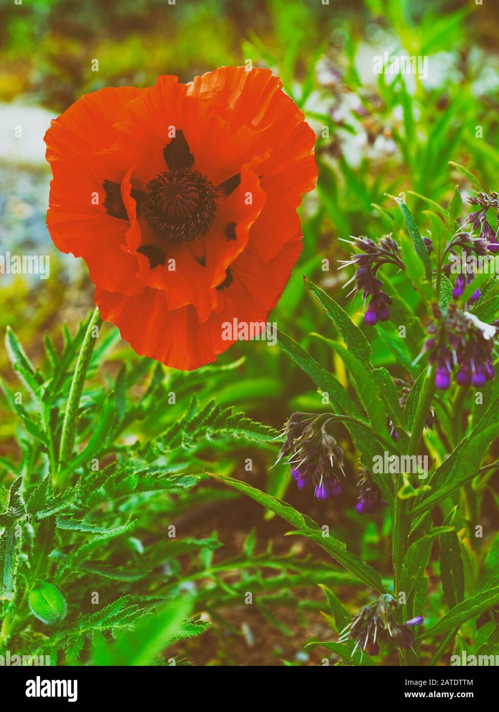 Poppy seed Kitchen garden Stock Photo Alamy