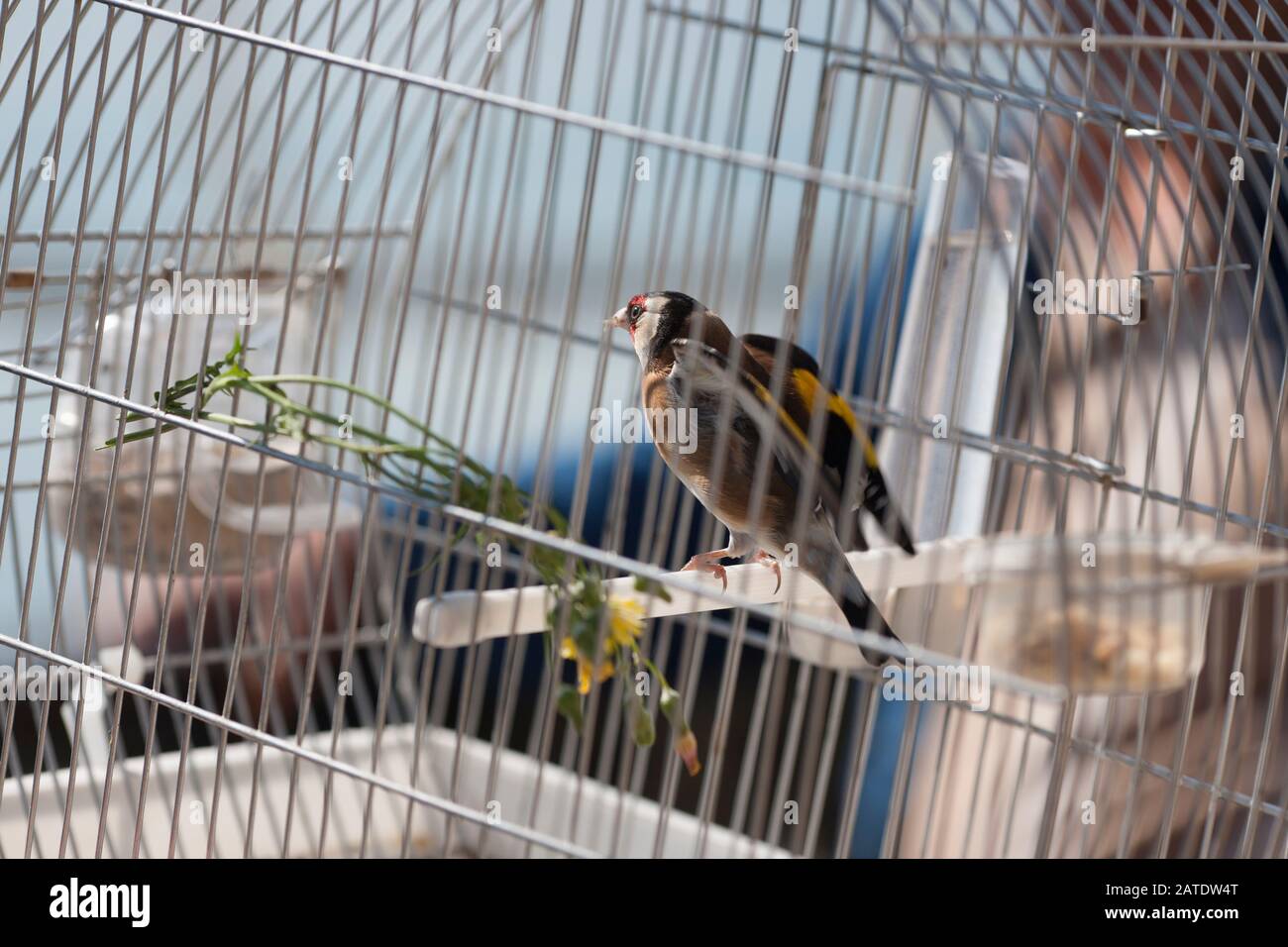 birds in a cage