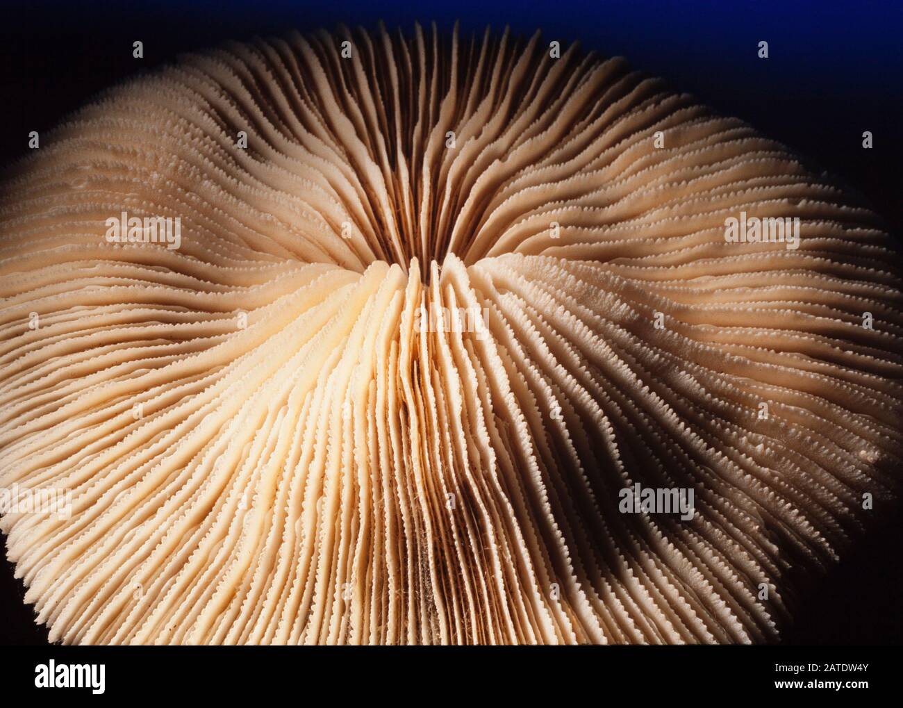 Scleractinian coral, Fungia sp. Malaysia Stock Photo