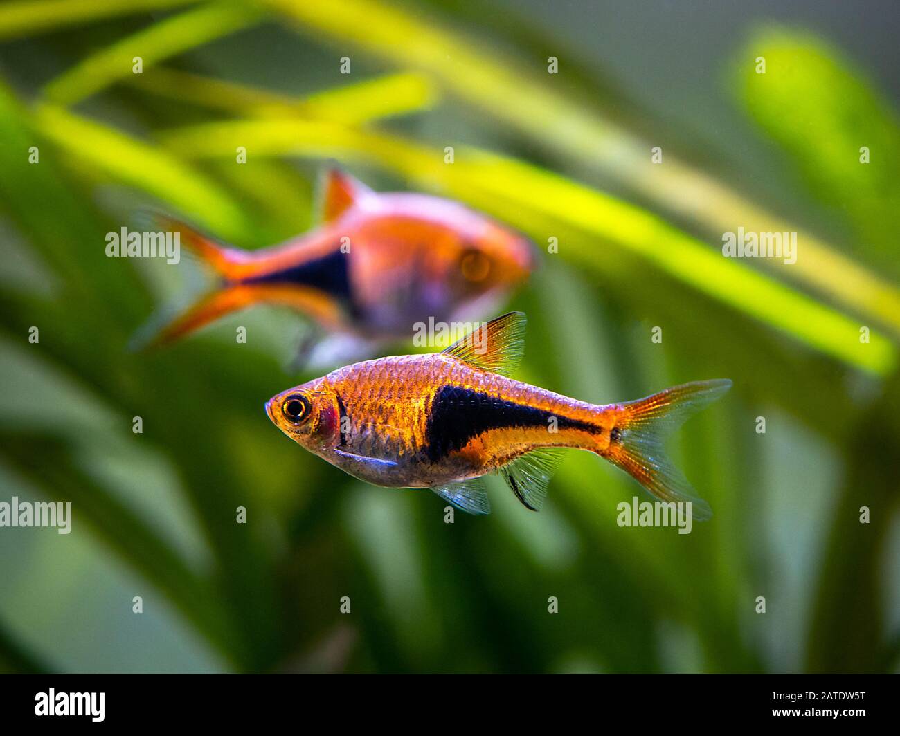 Harlequin rasbora (Trigonostigma heteromorpha) on a fish tank Stock Photo