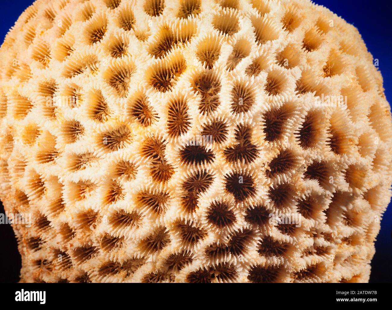 Scleractinian coral, Malaysia Stock Photo