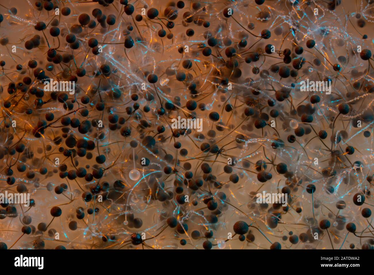 Fungal spore microscope hi-res stock photography and images - Alamy