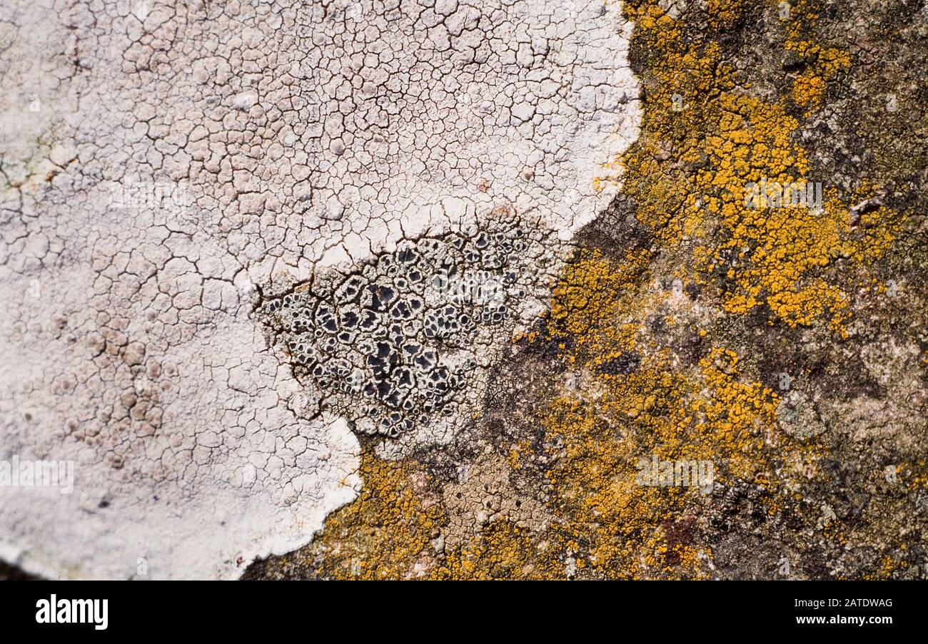 Lichens growing on a stone wall, Lecanora rupicola (large whitish) Lecanora atra (small grey/black) St Davids, Pembrokeshire, Wales.UK Stock Photo