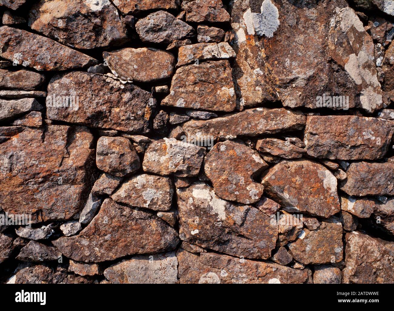 Crustose lichens growing on a stone wall, Scotland, Western Highlands, UK Stock Photo