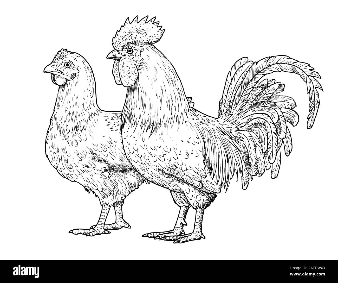 Black and white sketch of a chicken on Craiyon