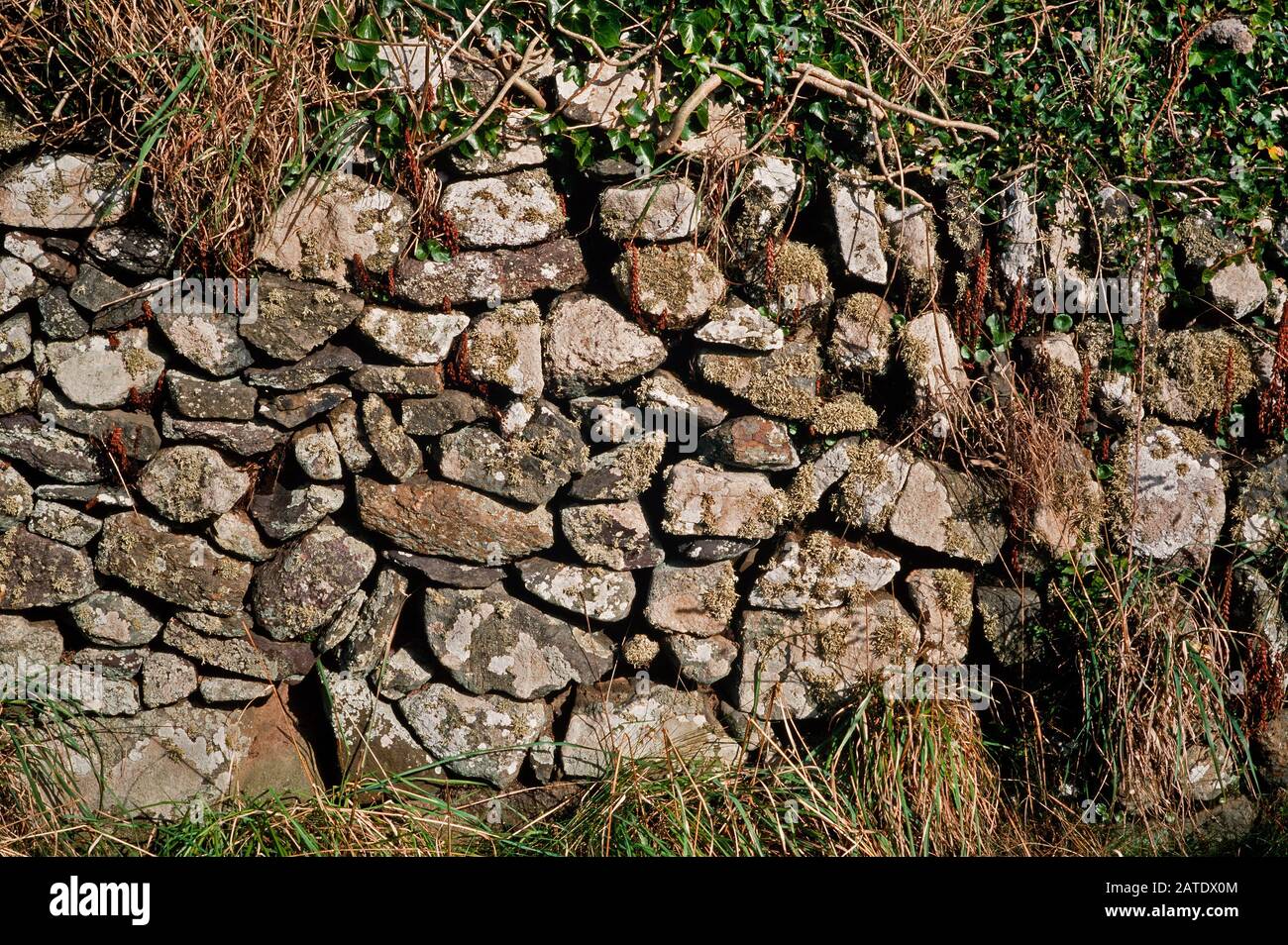 Pembrokeshire, Wales.UK. Lichens and mosses growing on a farmyard stone wall Stock Photo