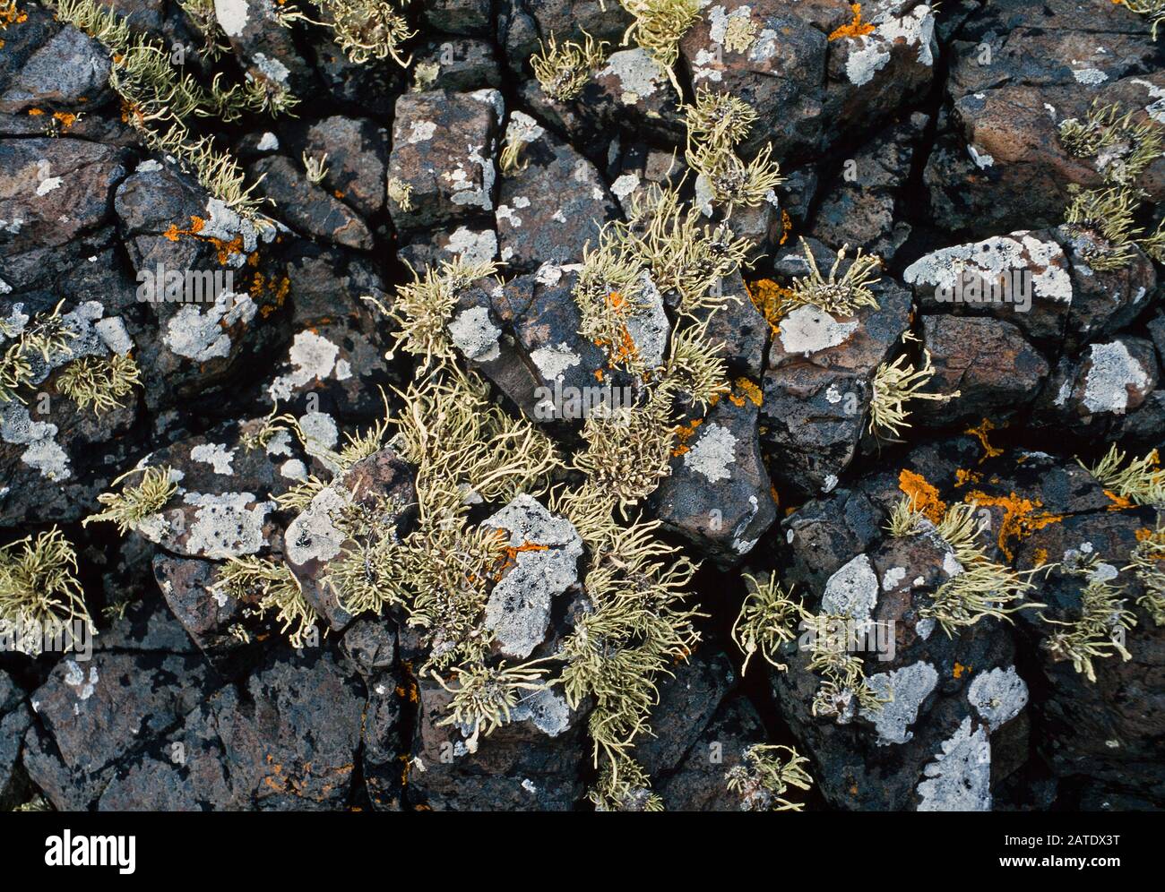 Coastal lichens, Western Highlands, Scotland.UK. Ramalina siliquosa (hairy) Lecanora gangaleoides Stock Photo