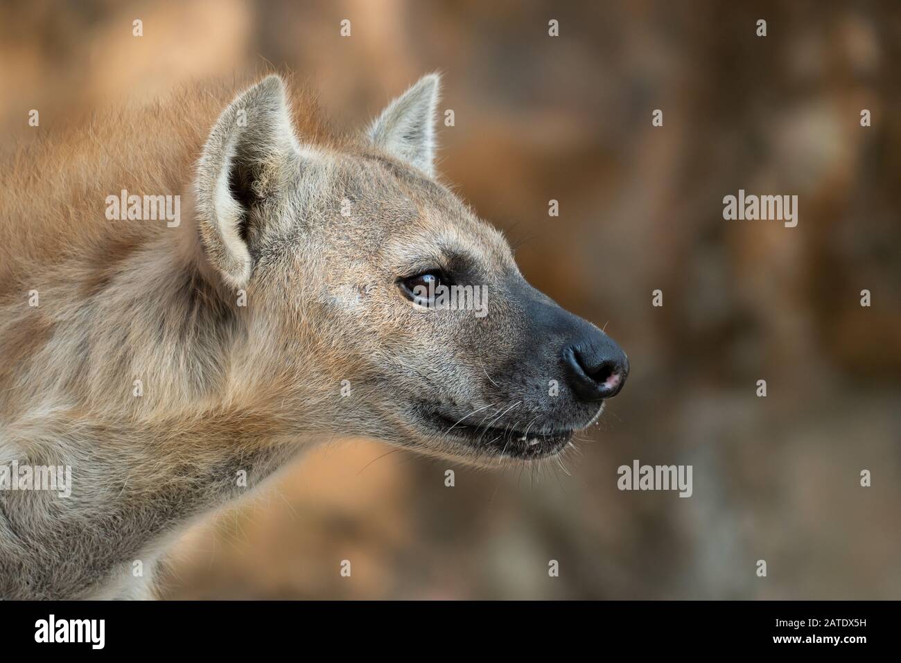 spotted hyena or laughing hyena head close up Stock Photo