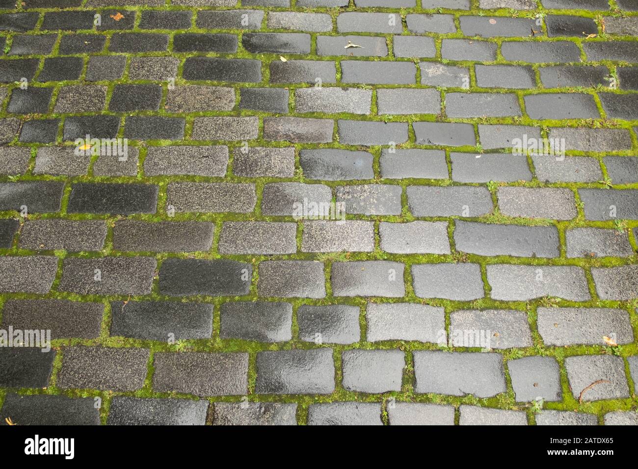 Close up of wet cobbled street with moss  in Edinburgh, Scotland, UK Stock Photo