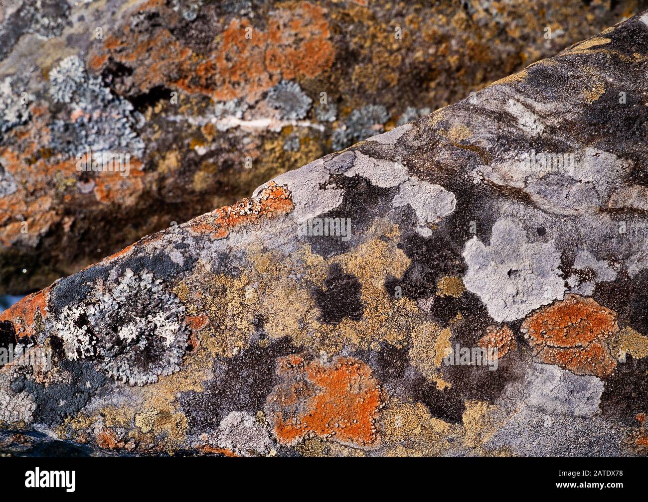 Crustose lichens growing on bare rock, Scottish Highlands, UK Stock Photo -  Alamy