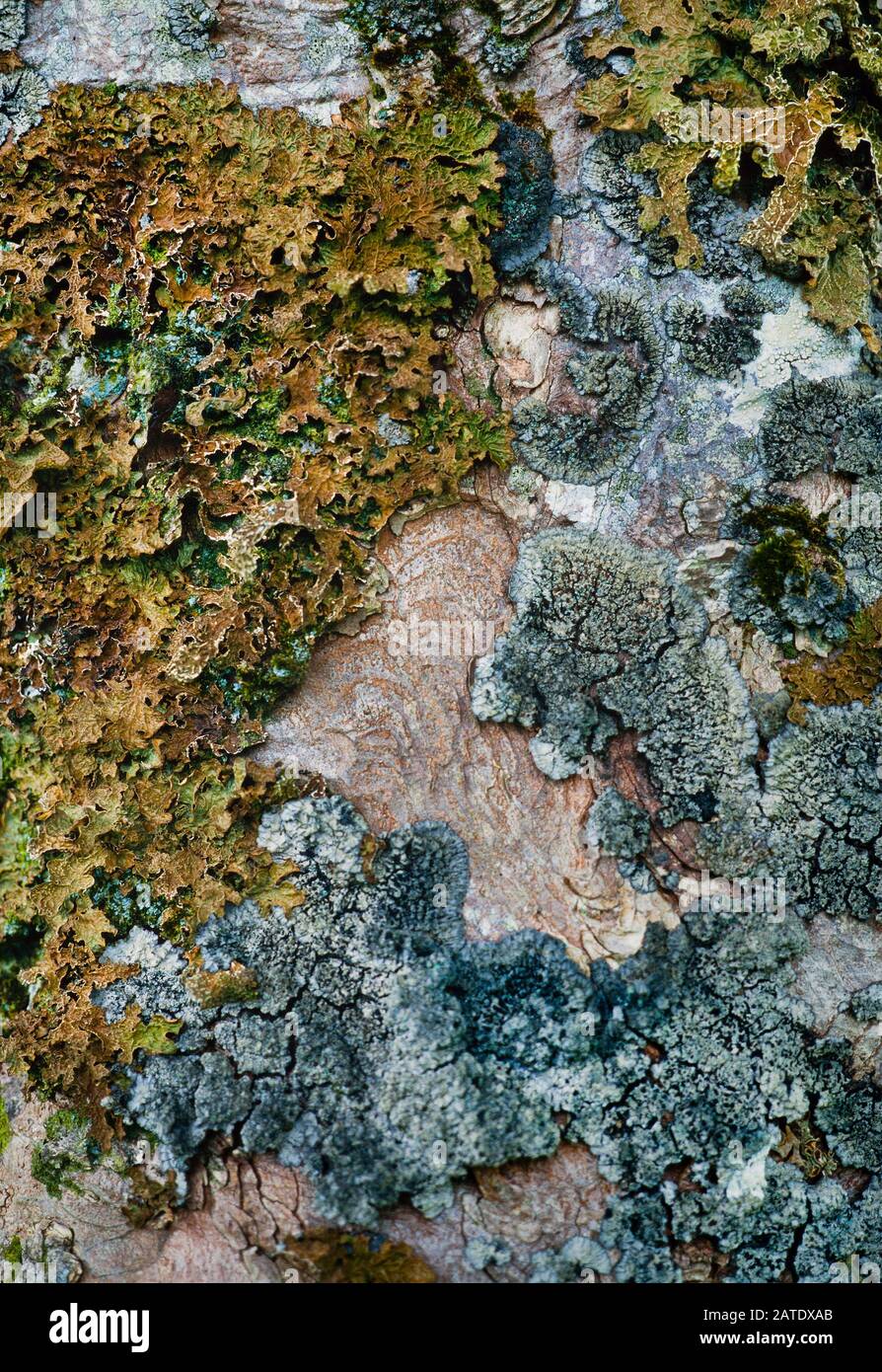Tree Lungwort, Lobaria pulmonaria (brownish) Degilia plumbia (greyish) coastal lichens, Western Highlands, Scotland.UK Stock Photo