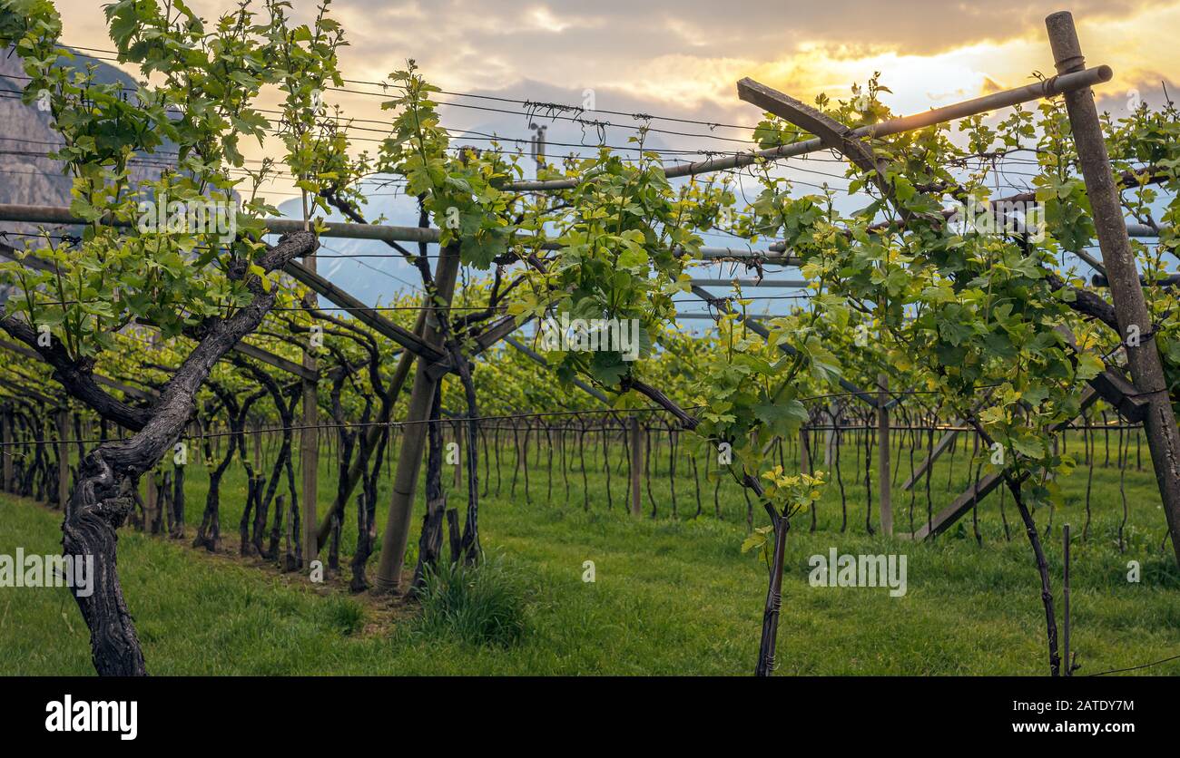 Landscape of sunrise in Vineyard in spring. Trentino Alto Adige (sudtirol), northern Italy, Europe Stock Photo