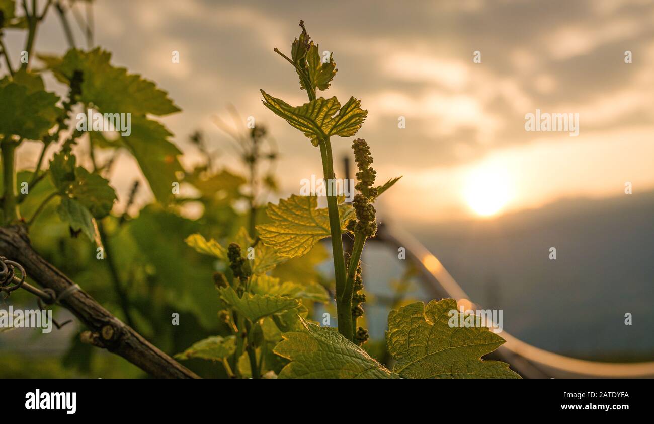 Close-up of developing inflorescences on grapevine (vitis vinifera) in ...