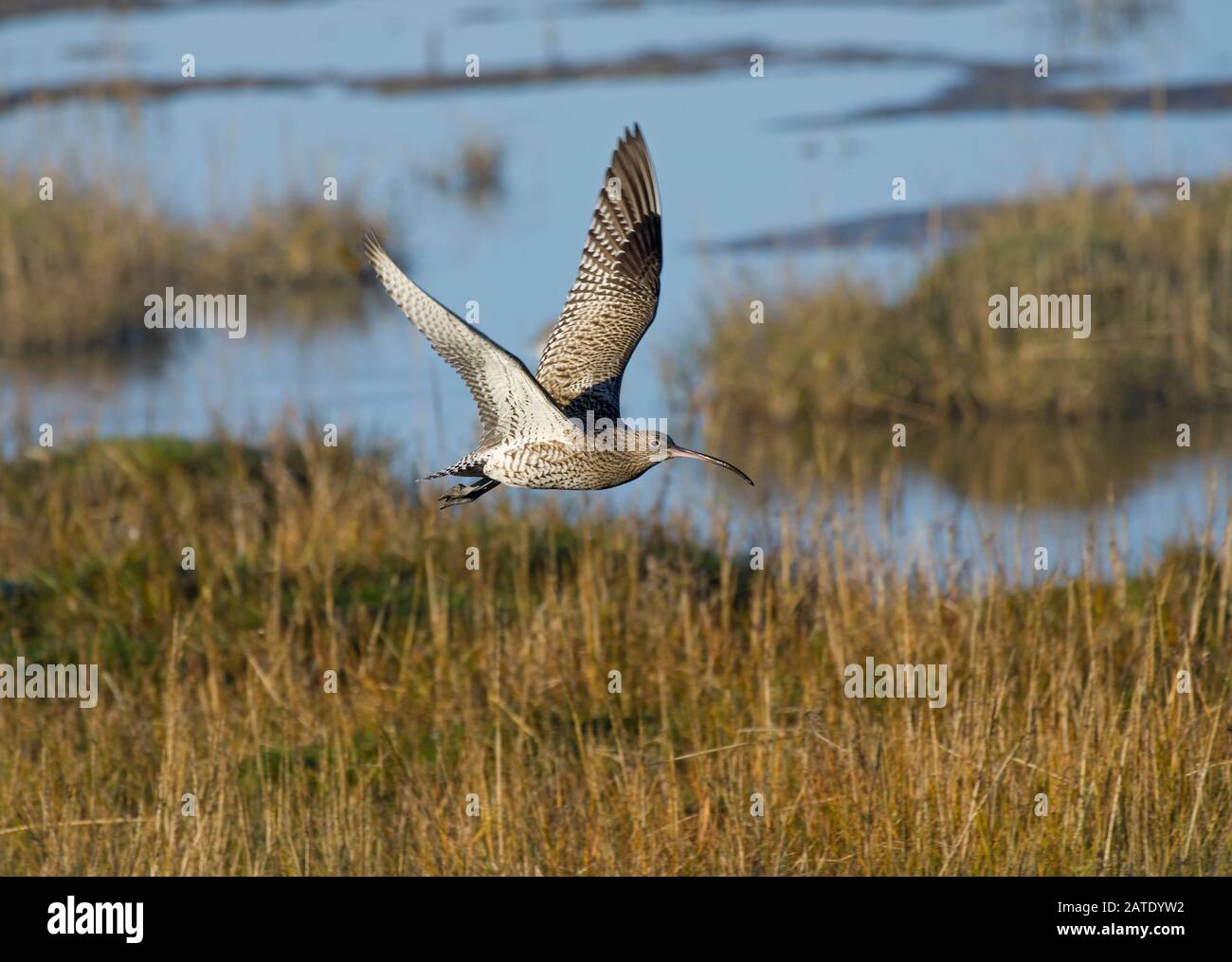 Curlew, Numenius arquata, in flight, over salt marsh, Morecambe Bay Stock Photo