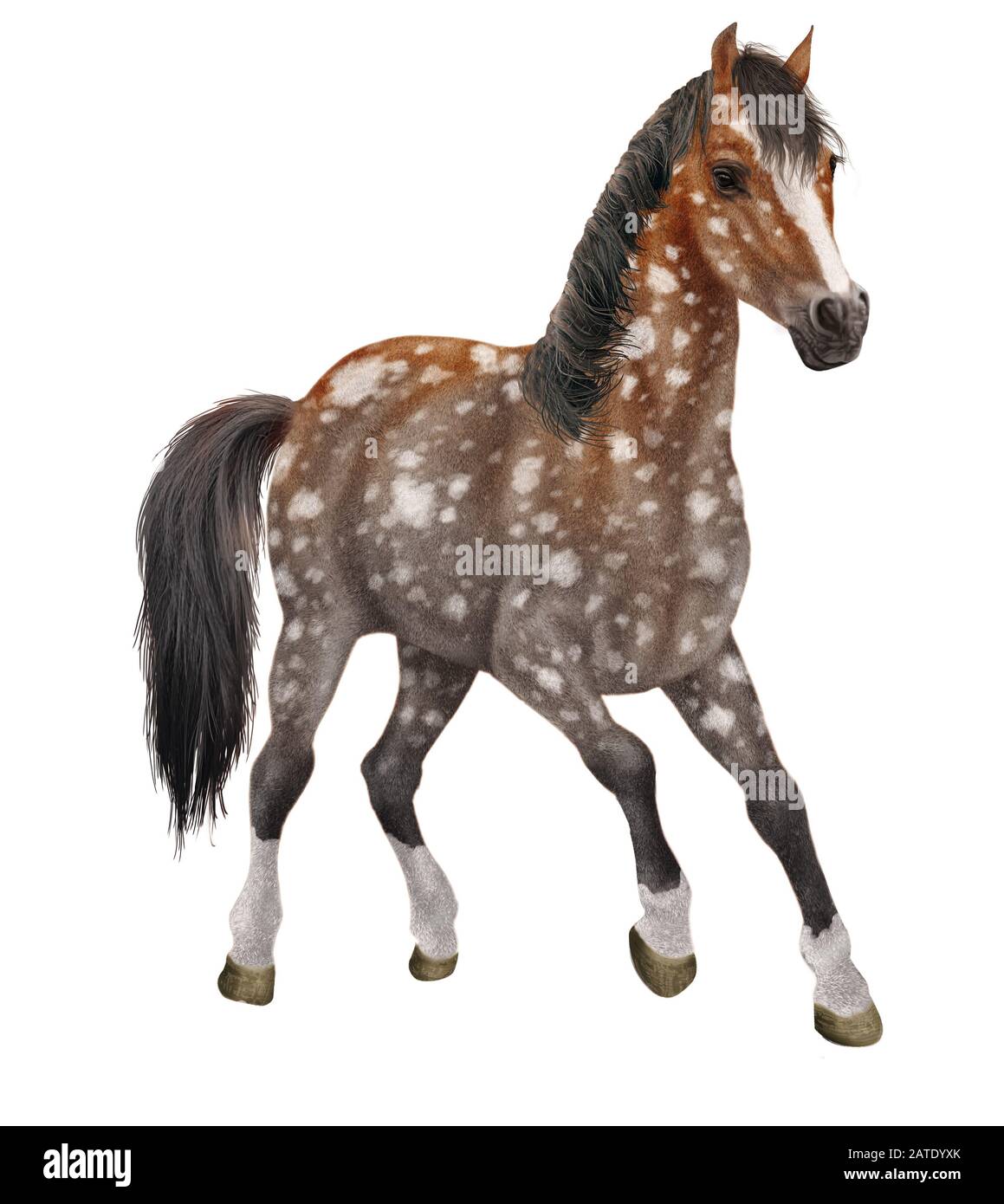 Beautiful grey horse Cut Out Stock Images \u0026 Pictures - Page 2 - Alamy, image size:1159x1390
