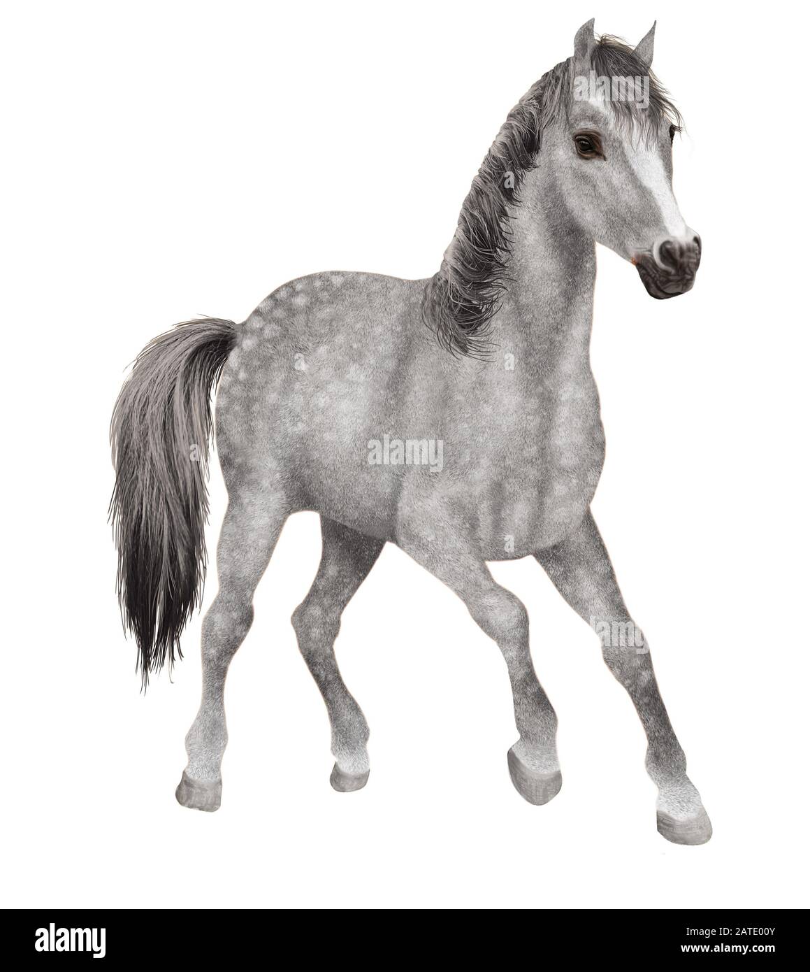 Horse png image transparent image download, size: 716x1115px, image size:1159x1390
