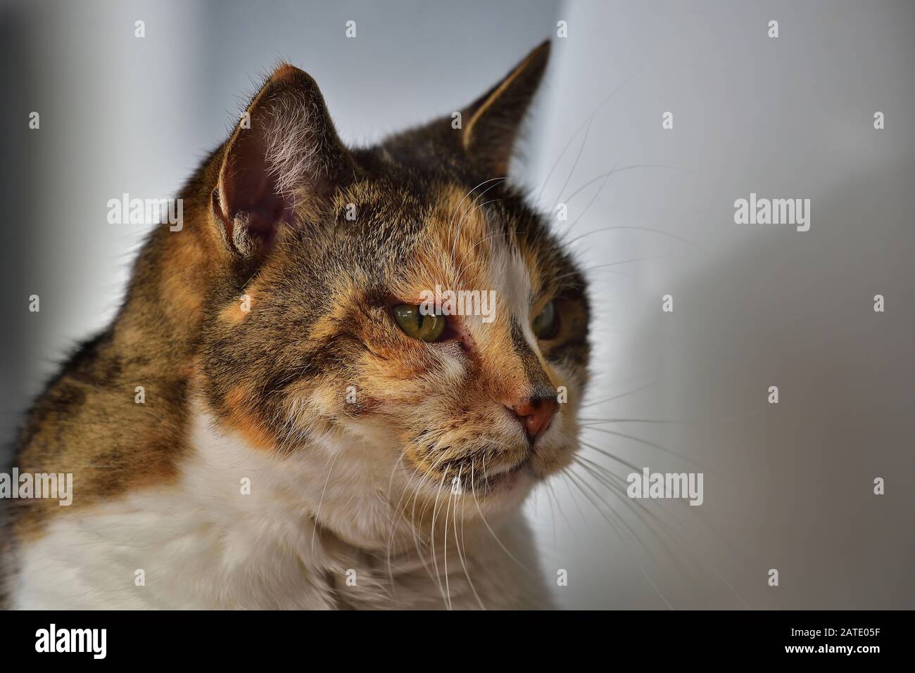 Domestic cat portrait Stock Photo - Alamy