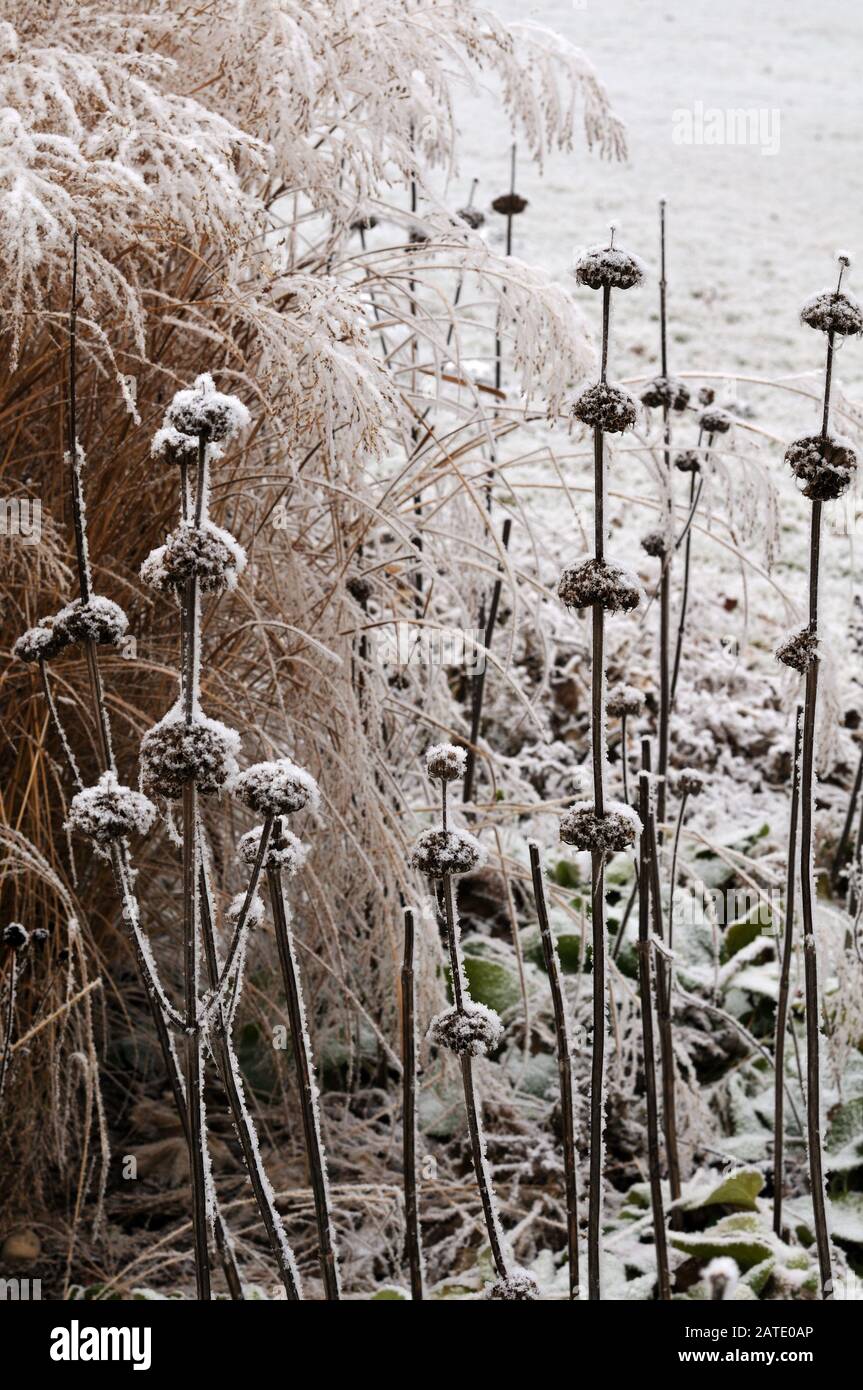 phlomis russeliana and miscanthus sinensis covered with snow in winter garden Stock Photo